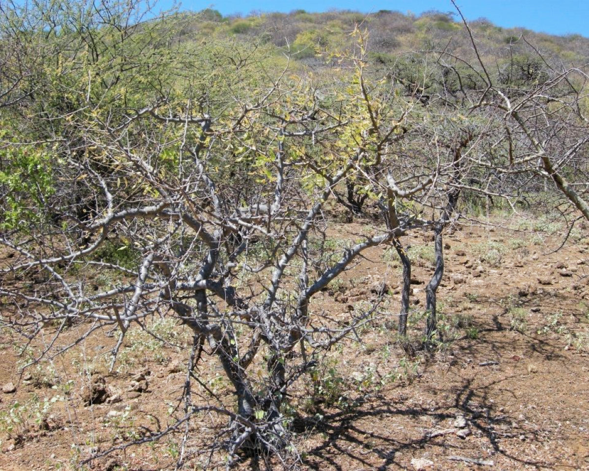 Frankincense neglecta eterisk olje (vilthøstet)