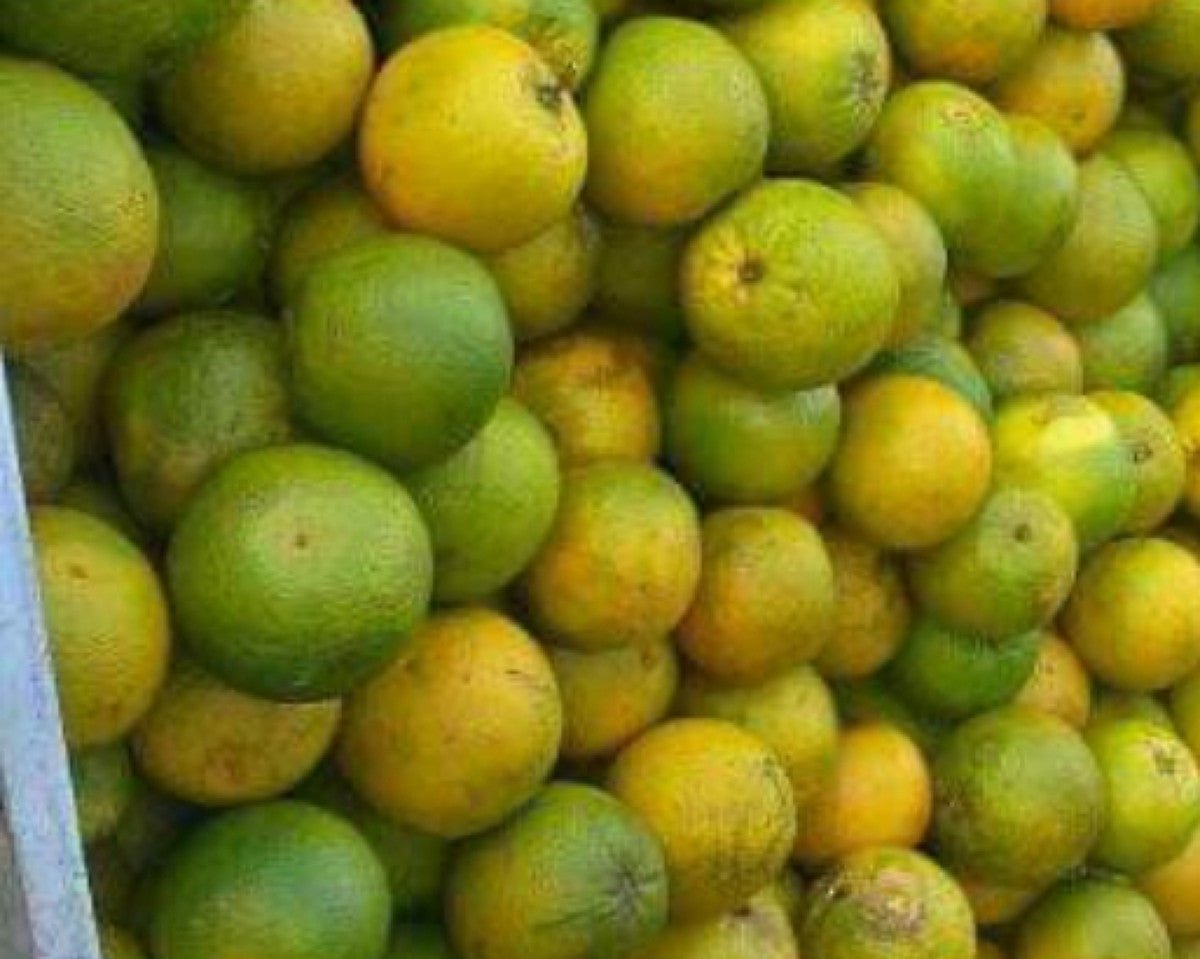 Appelsin vill eterisk olje - Aromateket