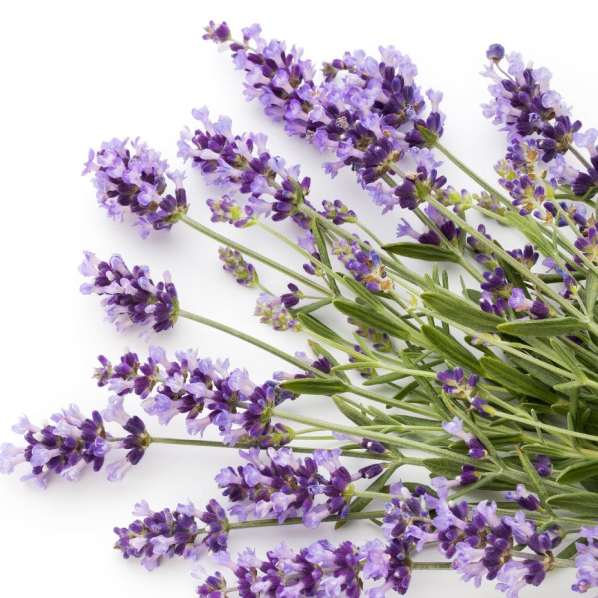 Lavendel hydrolat (økologisk) - Aromateket