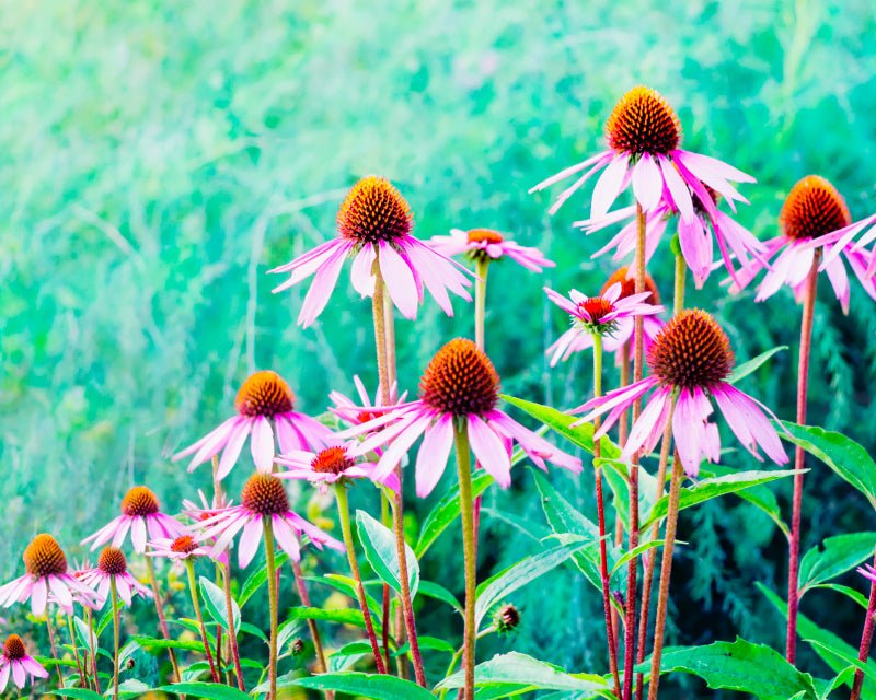 Solhatt tinkur (økologisk) 1:2 ekstrakt - Aromateket