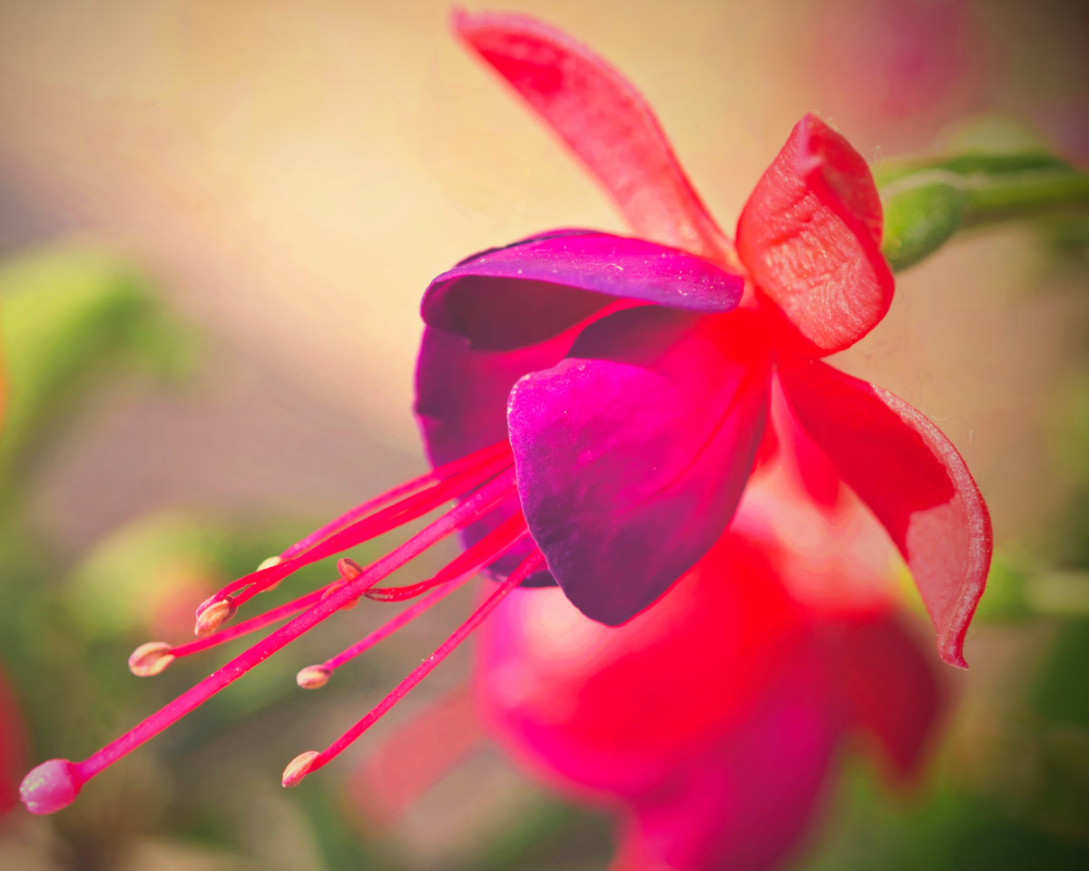 Fuksia duftolje