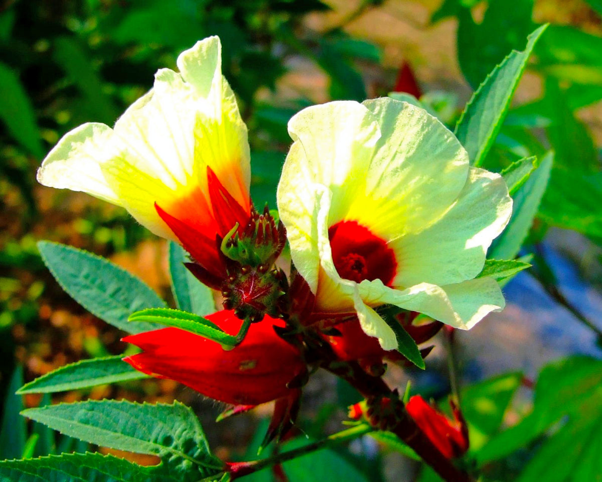 Hibiskusolje (kaldpresset, uraffinert og økologisk)