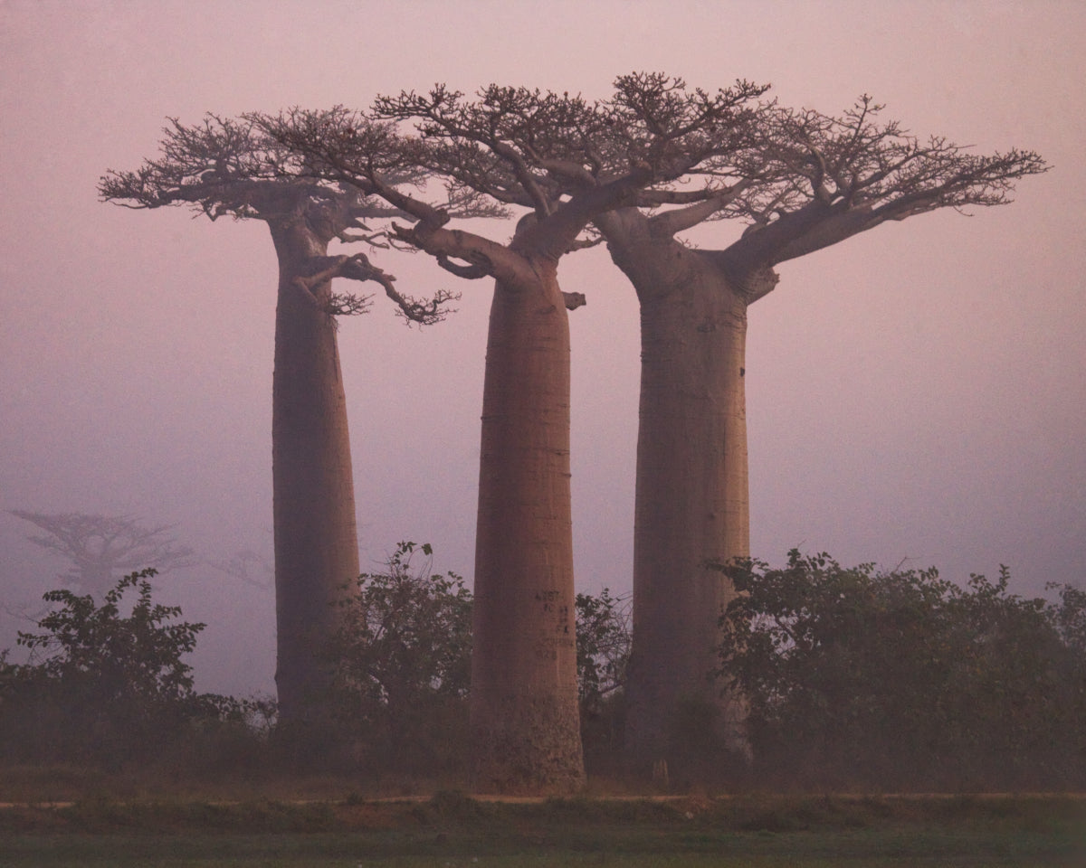 Baobabolje (økologisk, kaldpresset jomfruolje)