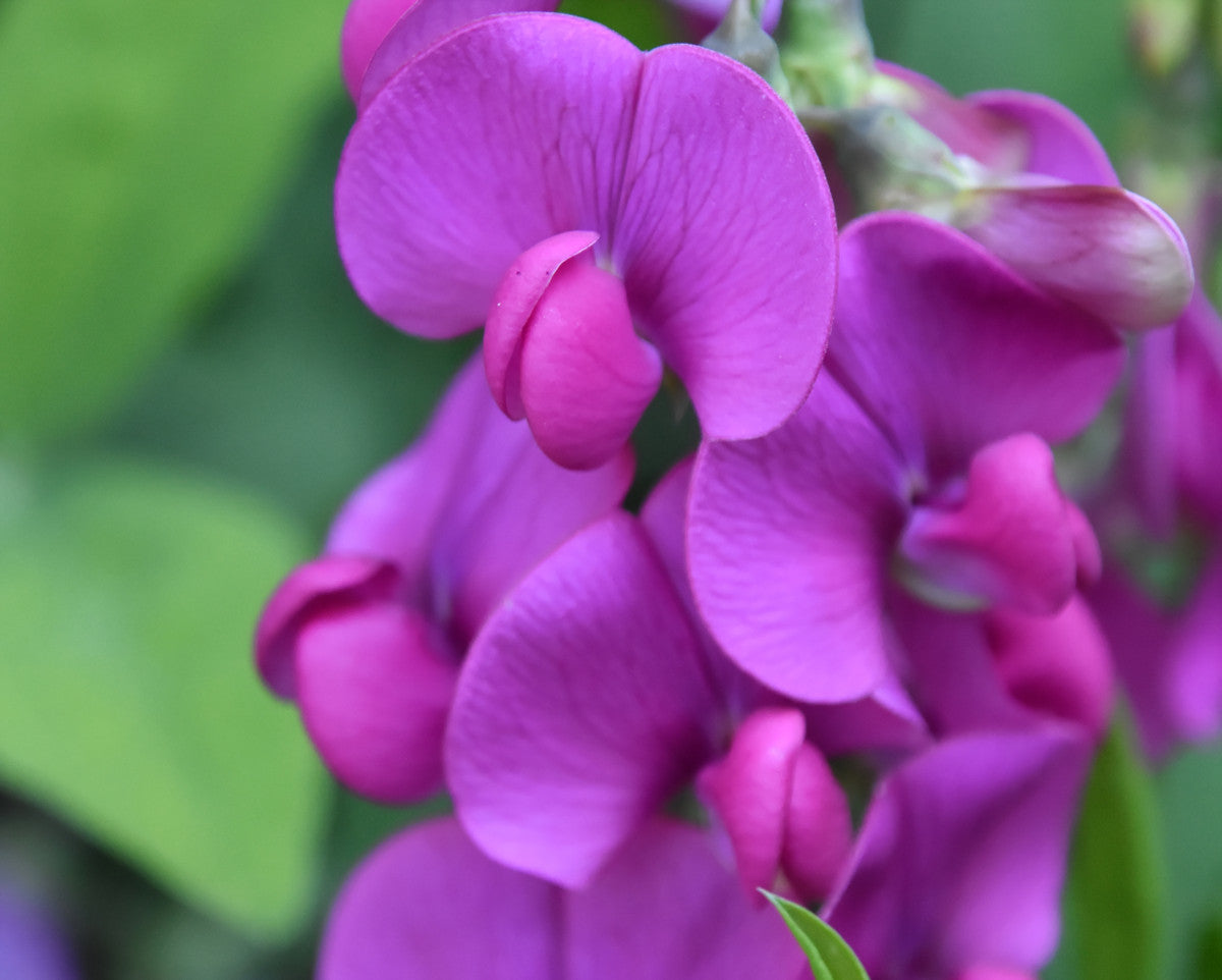 Sweet Pea duftolje