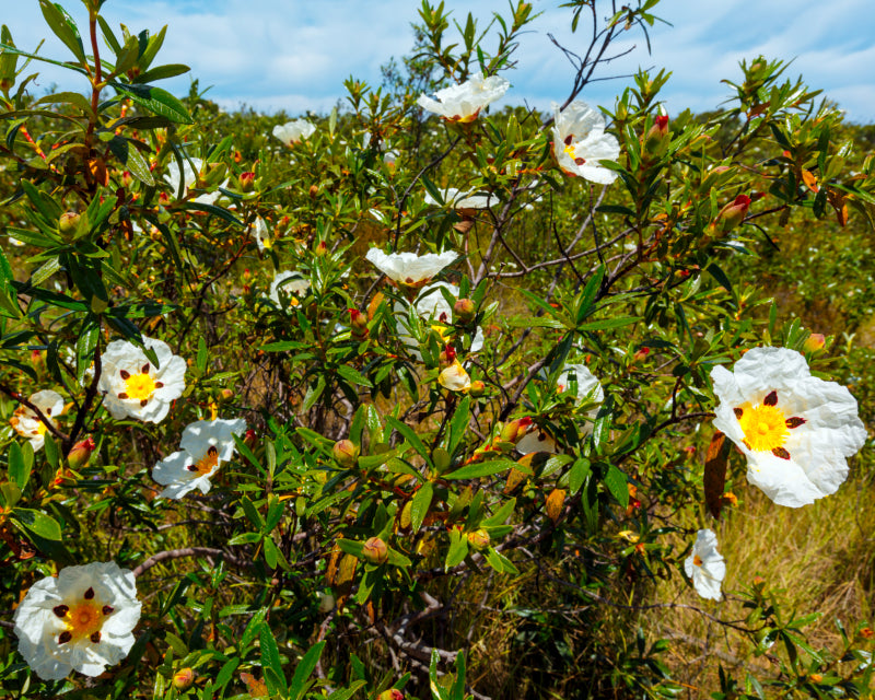 Cistus eterisk olje (økologisk)