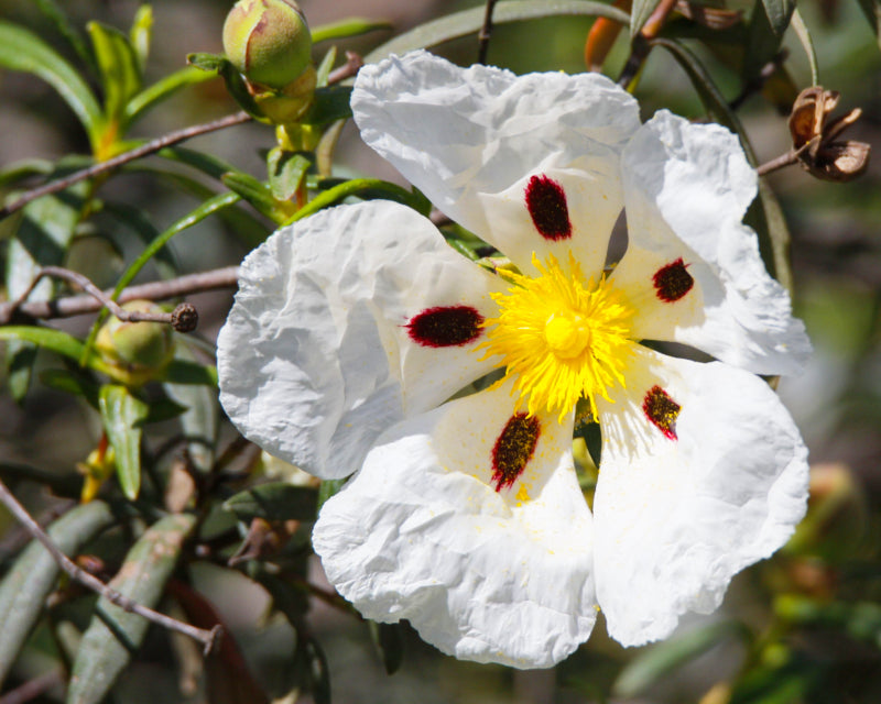 Cistus eterisk olje (økologisk)