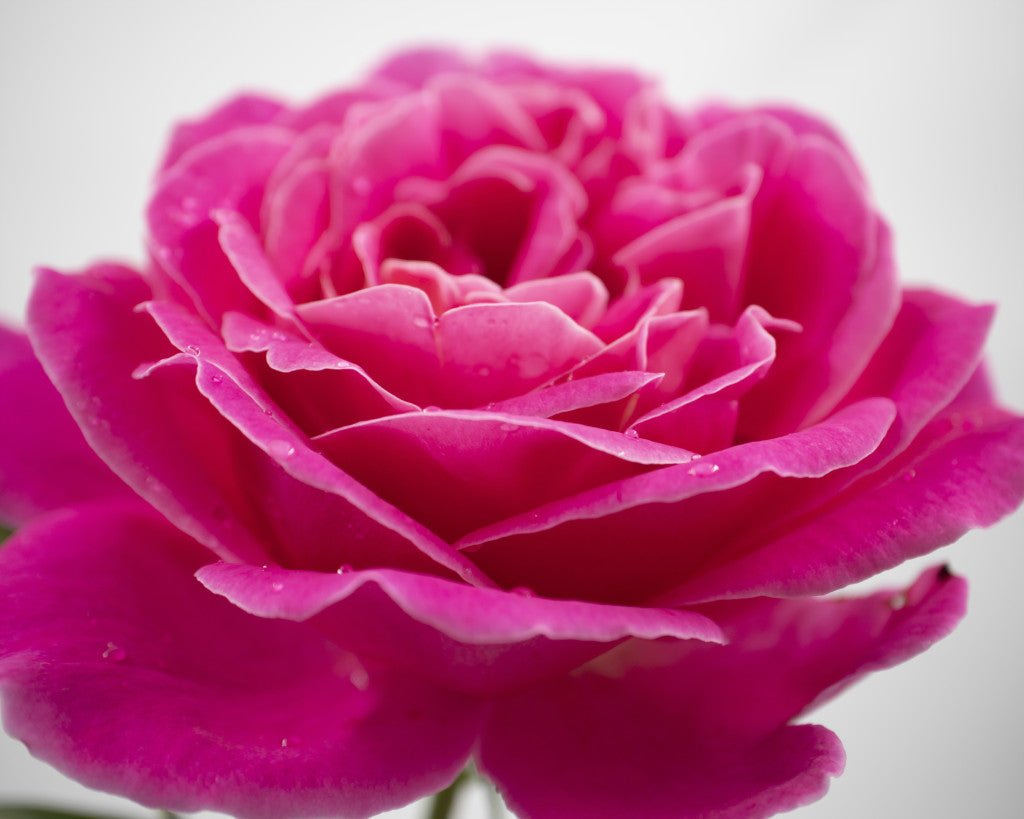 Rose hydrolat (økologisk) - Aromateket