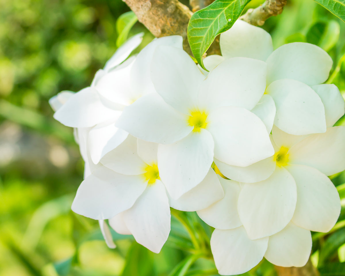 Gardenia duftolje