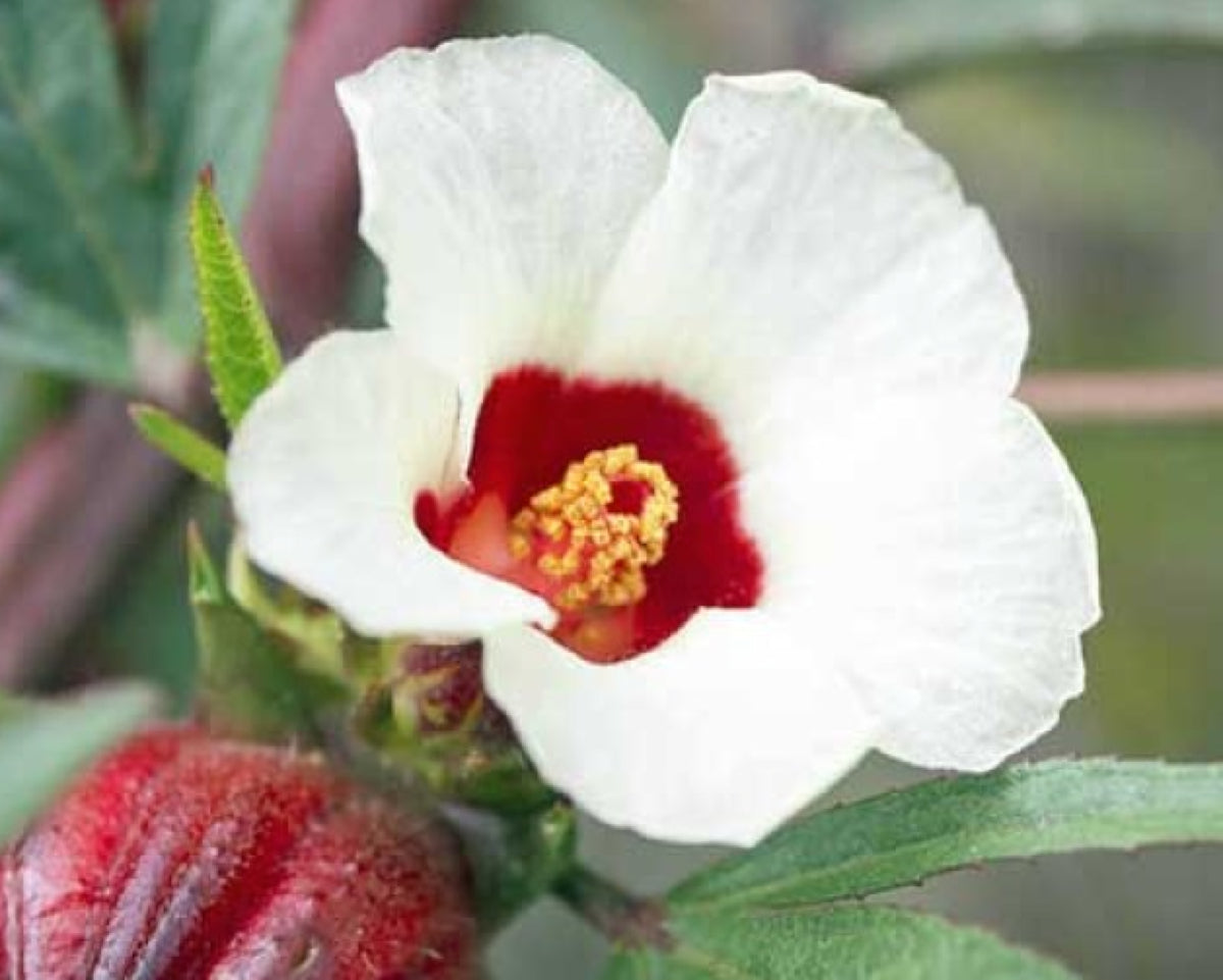 Hibiskusolje (kaldpresset, uraffinert og økologisk)