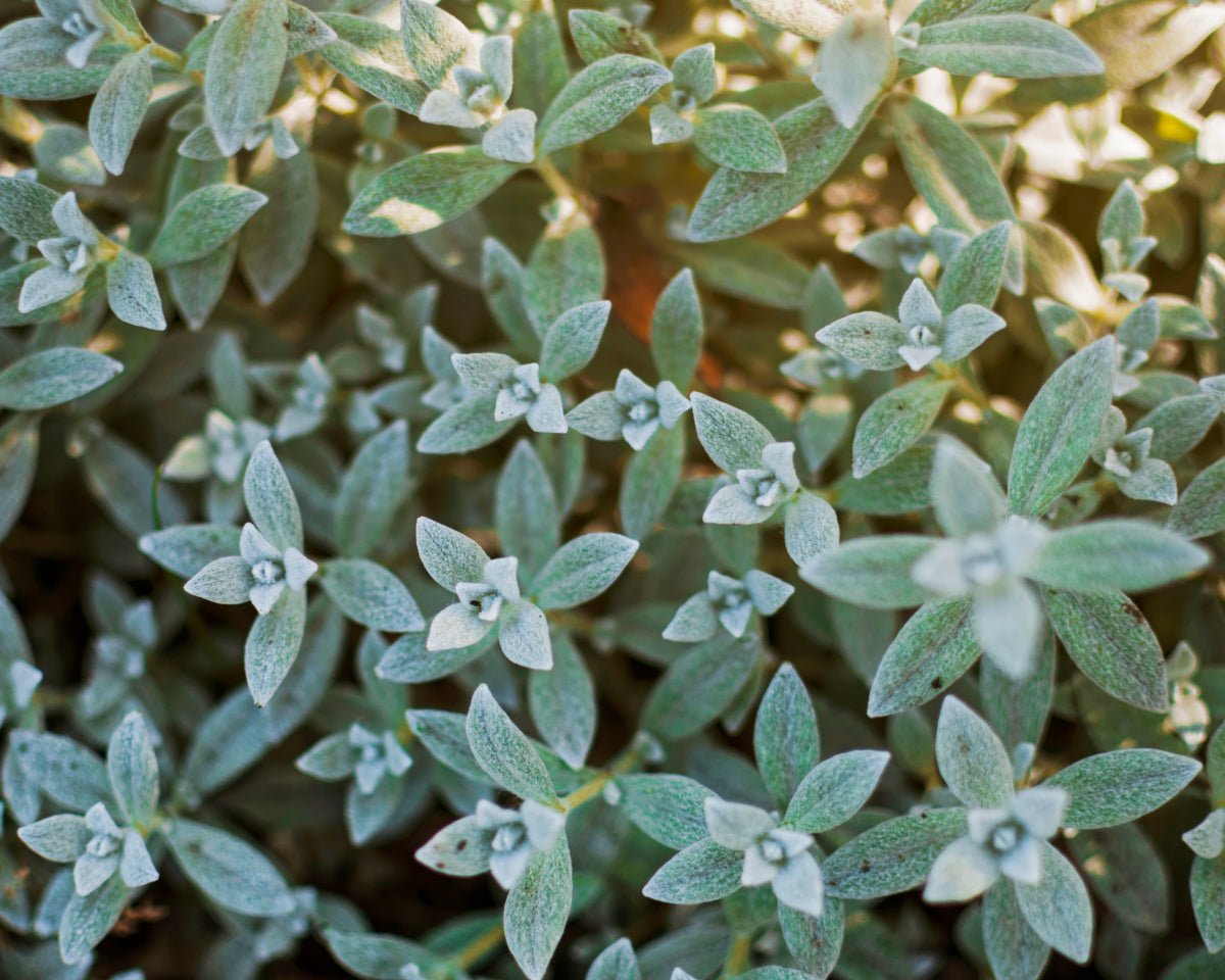 Merian (søt) eterisk olje (økologisk) - Aromateket