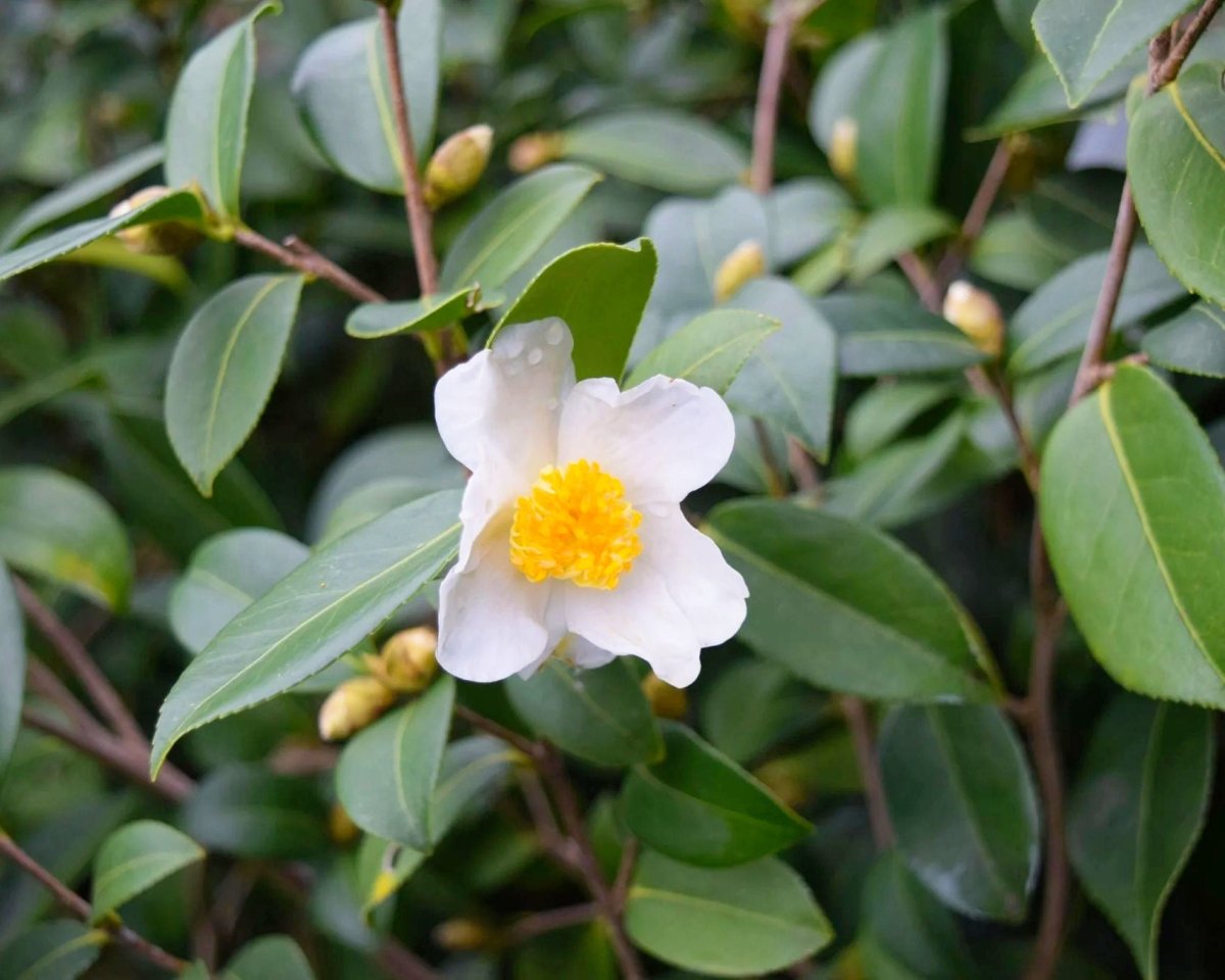 Kameliaolje (økologisk, kaldpresset jomfruolje) - Aromateket