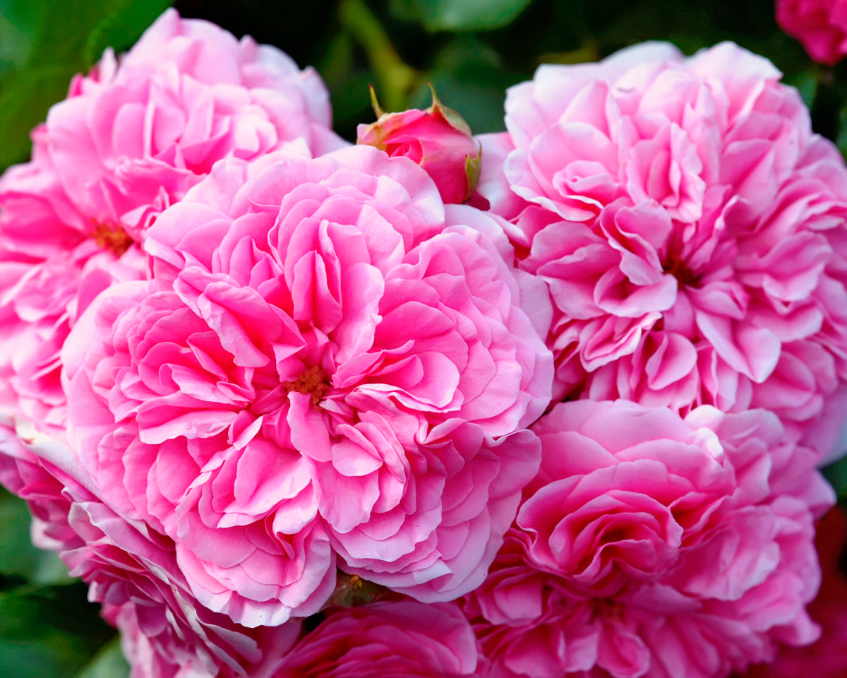 Rose de Mai absolutt 2,5 g
