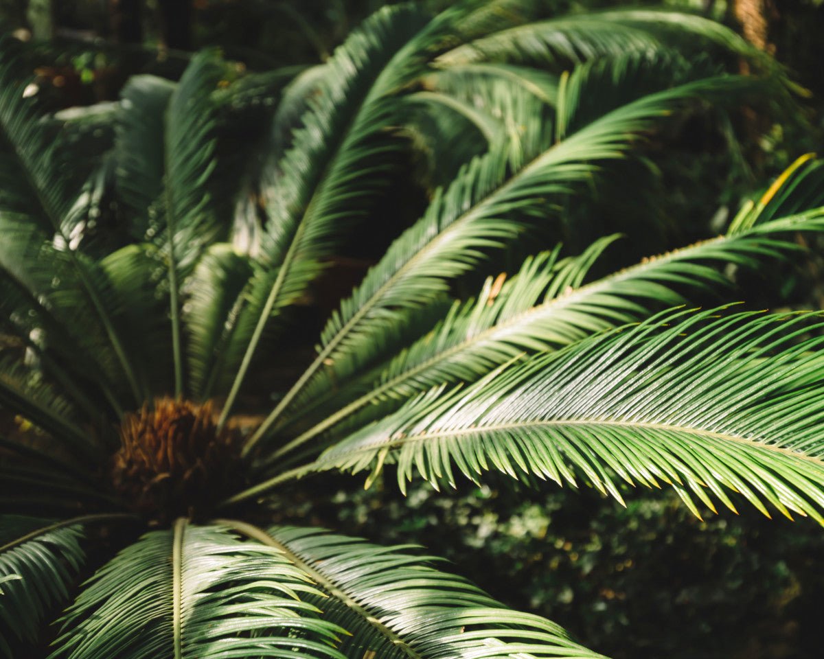 Babassuolje (økologisk) - Aromateket