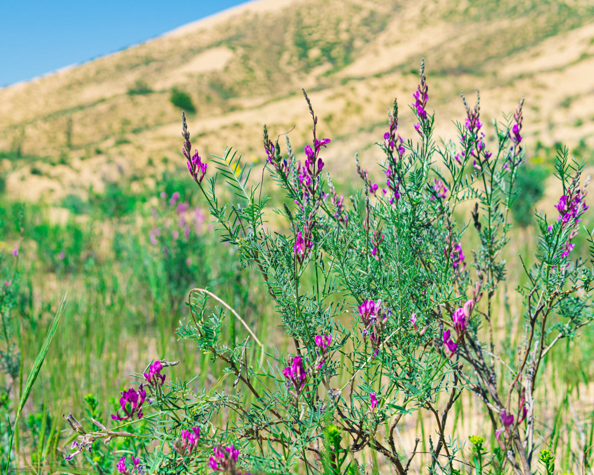 Astragalus tinktur 1:2 ekstrakt