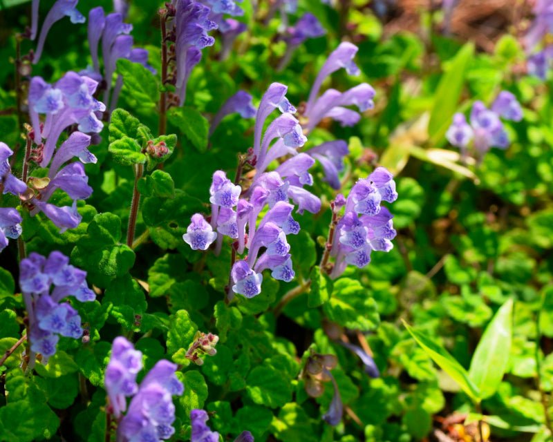 Amerikansk skjoldbær tinktur (økologisk) - Aromateket