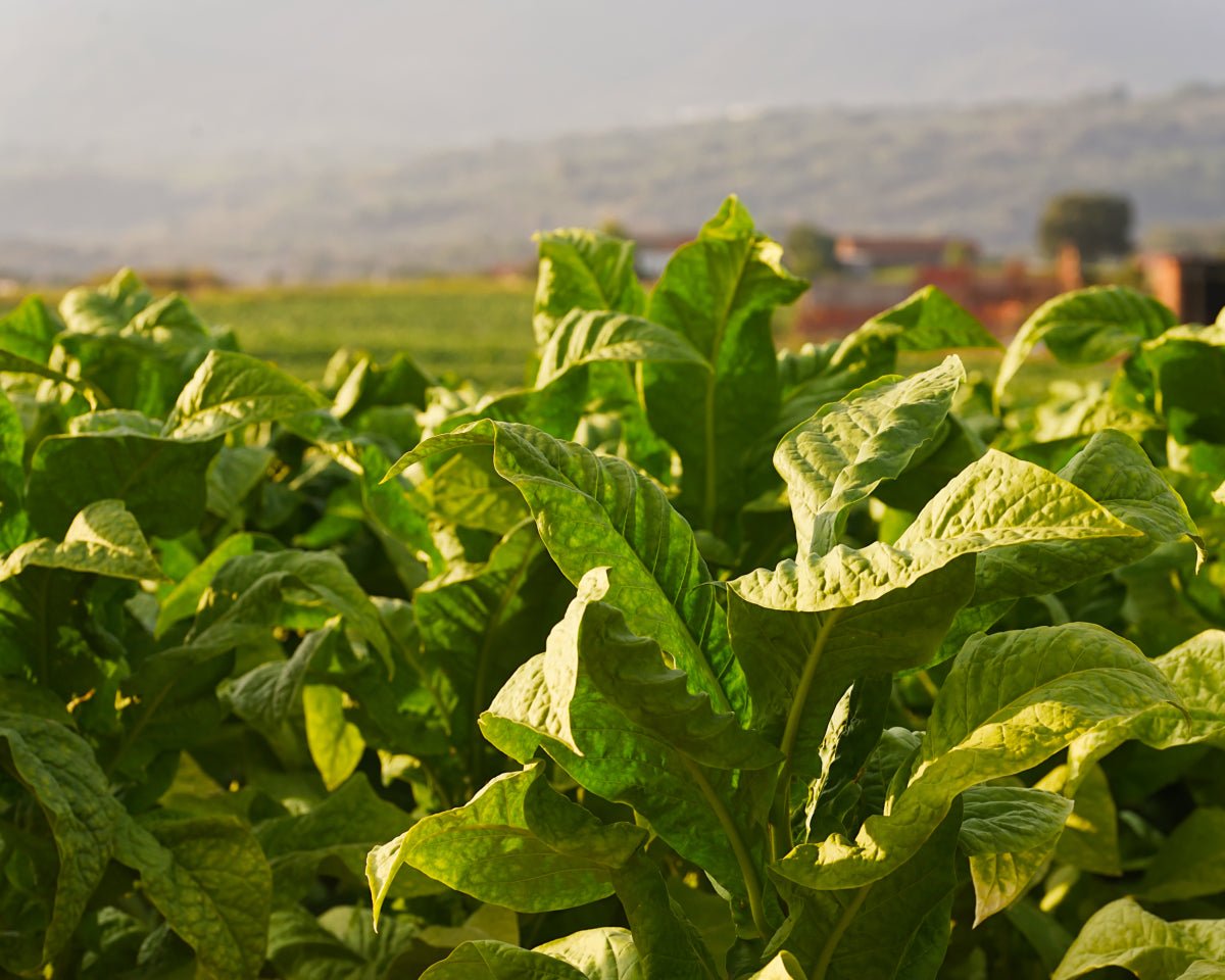 Tobakk (blond) absolutt (50 % i TEC) - Aromateket