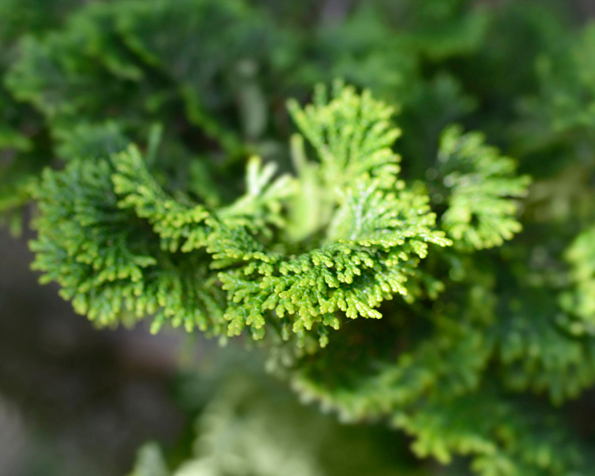 Hinoki eterisk olje