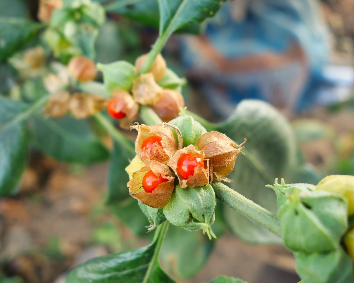 Ashwagandha tinktur 1:2 ekstrakt - Aromateket