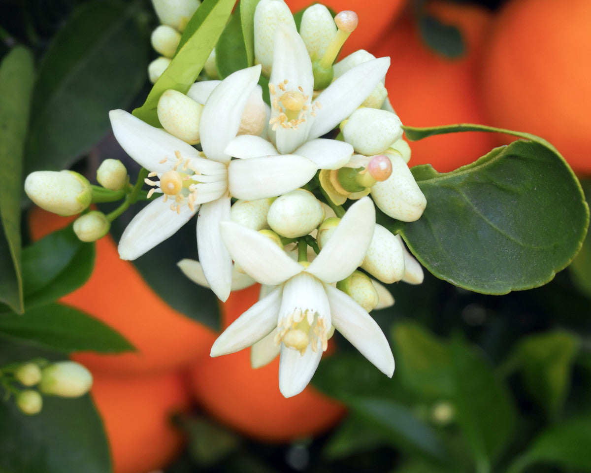 Neroli duftolje
