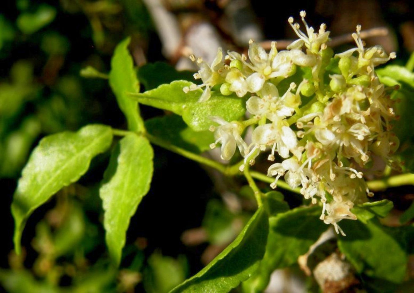 Amyris eterisk olje - Aromateket