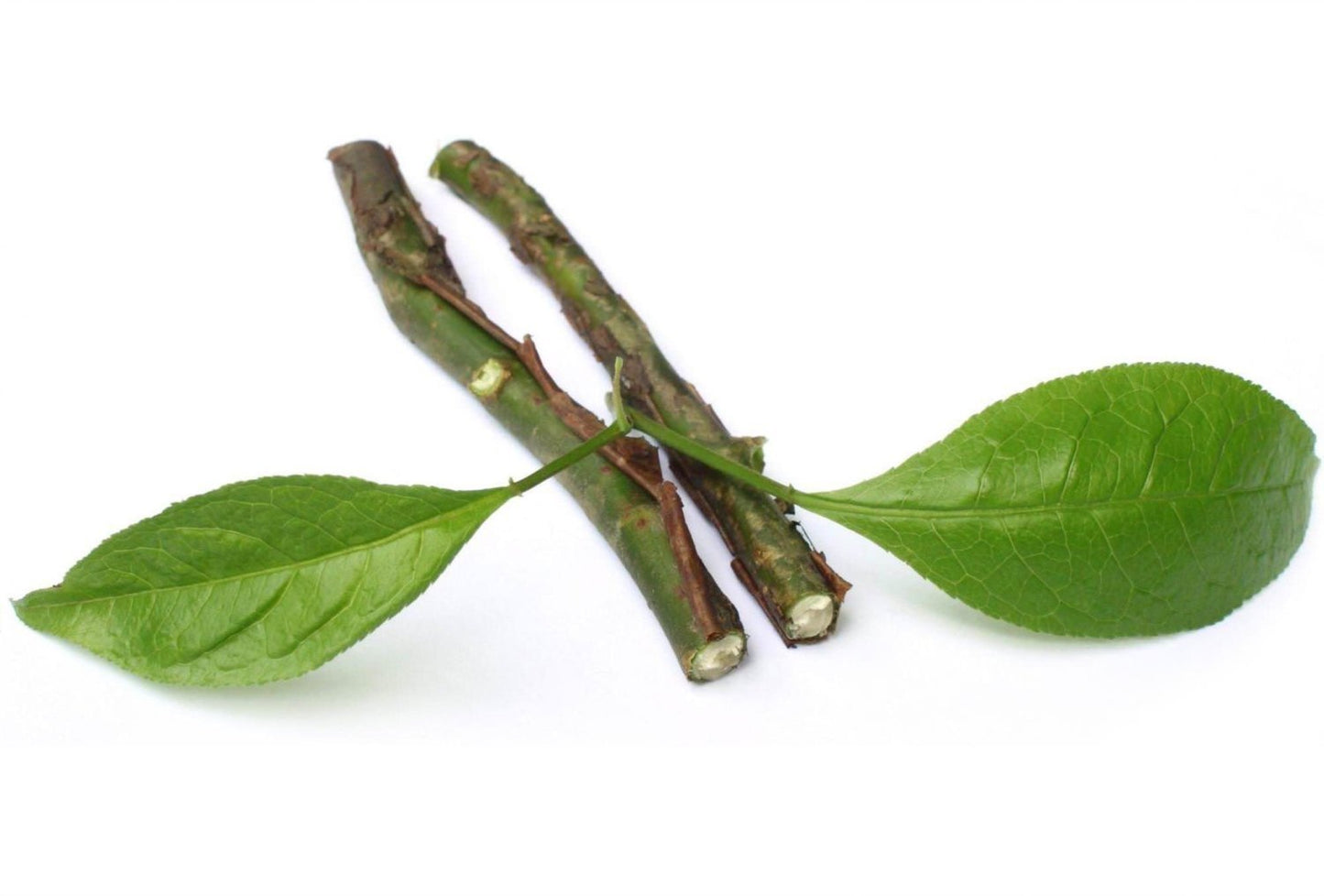 Amyris eterisk olje - Aromateket