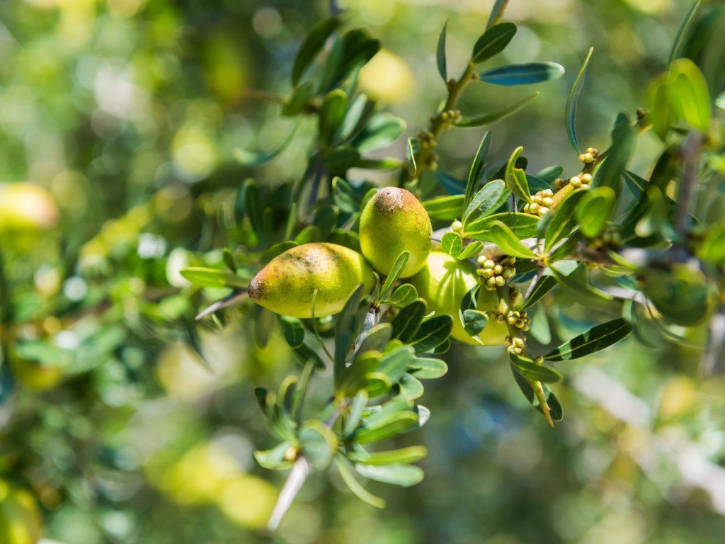 Arganolje – økologisk jomfruolje (deodorisert) - Aromateket