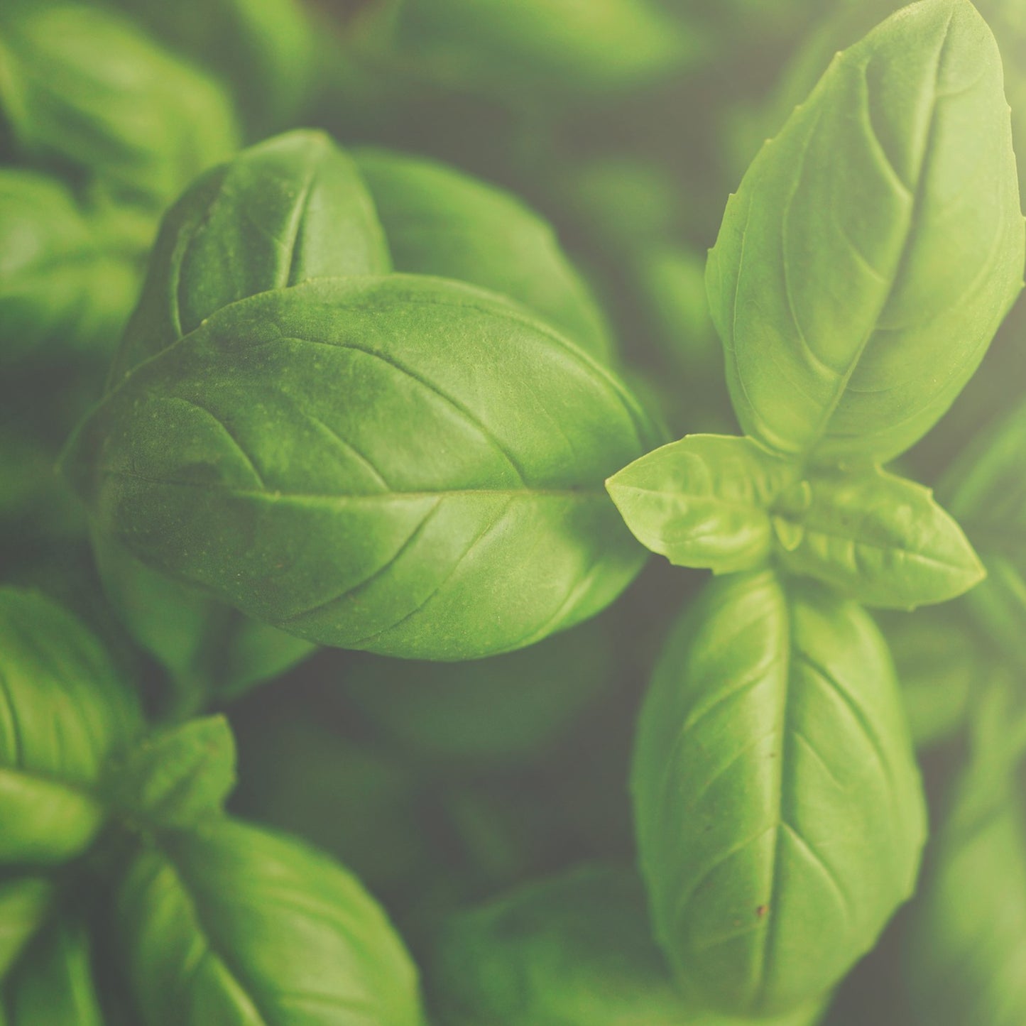 Basilikum ct linalool eterisk olje (økologisk)