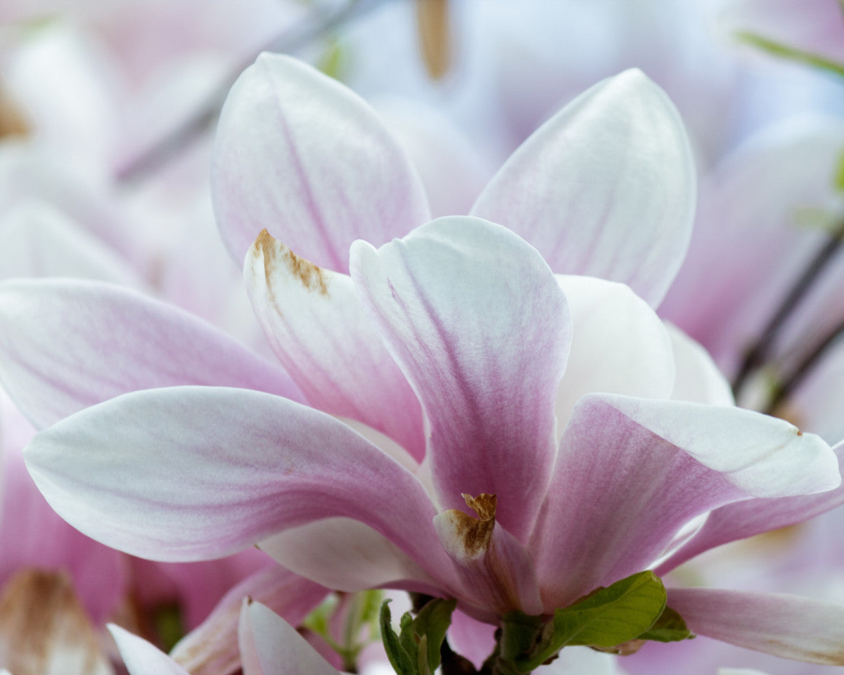 Magnolia duftolje