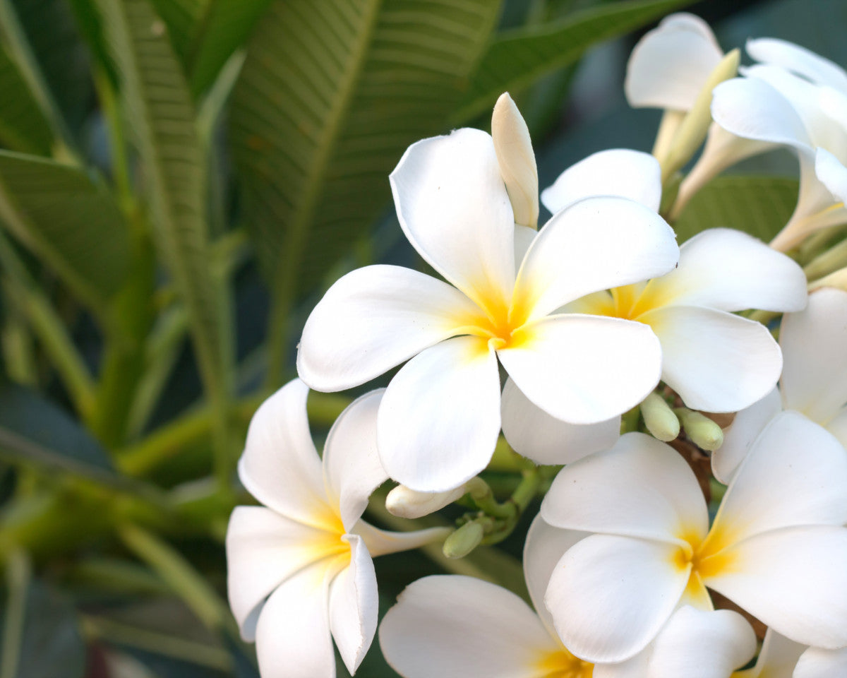 Frangipani duftolje