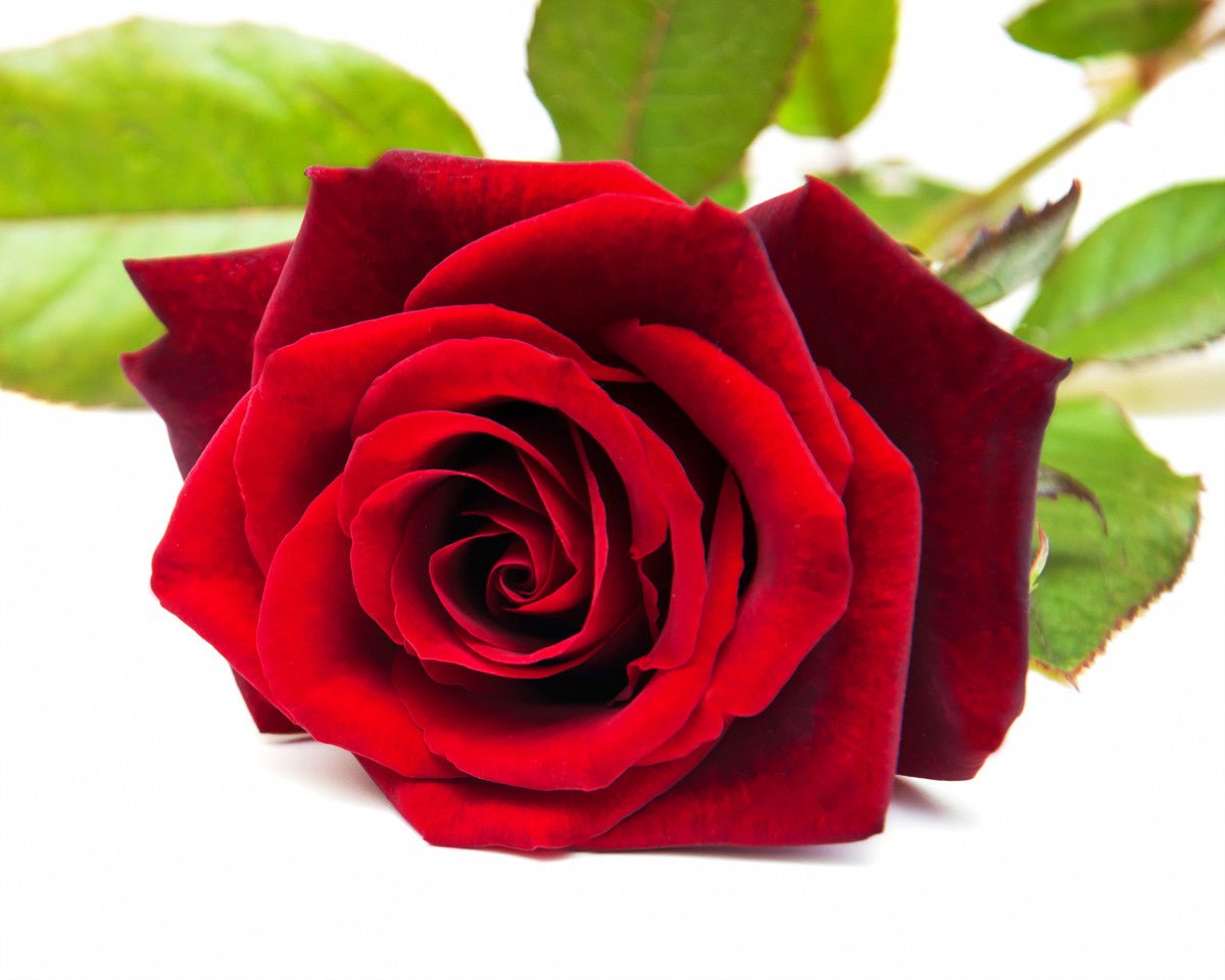 Rose duftolje - Aromateket