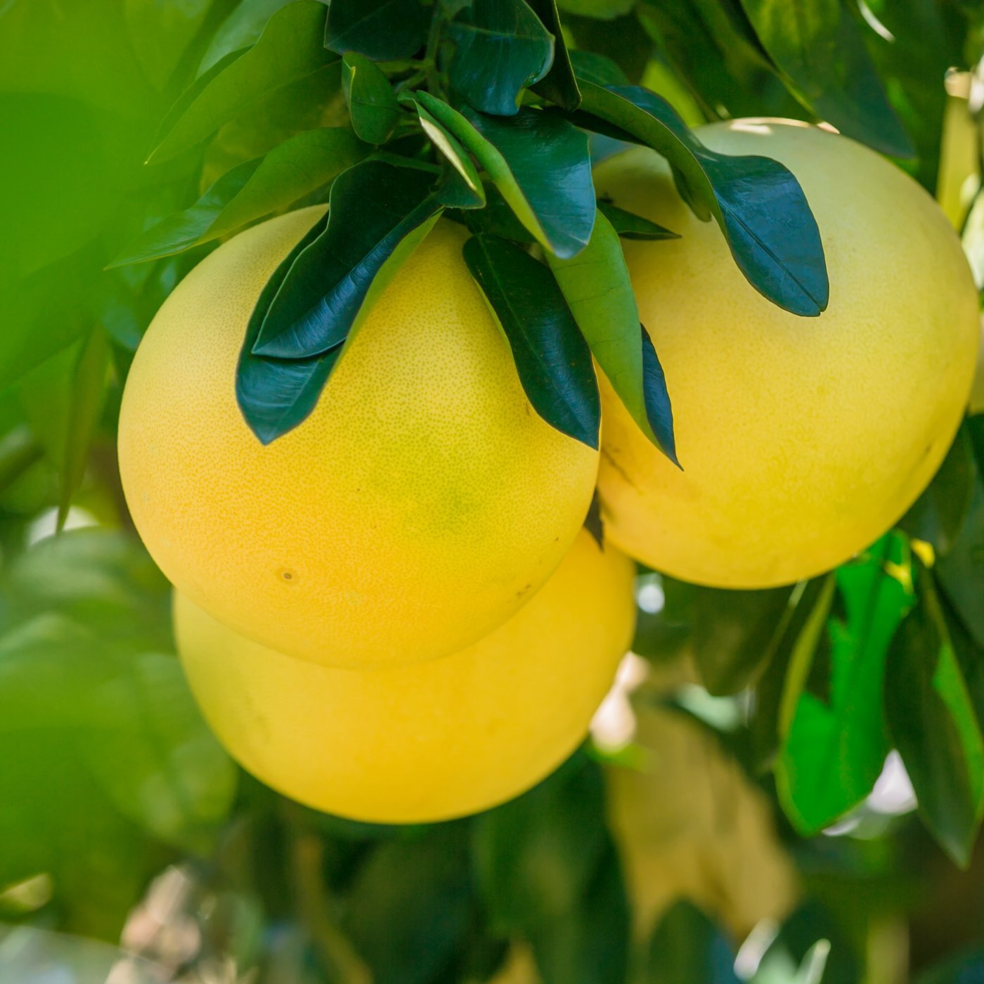 Grapefrukt (rød) eterisk olje - Aromateket
