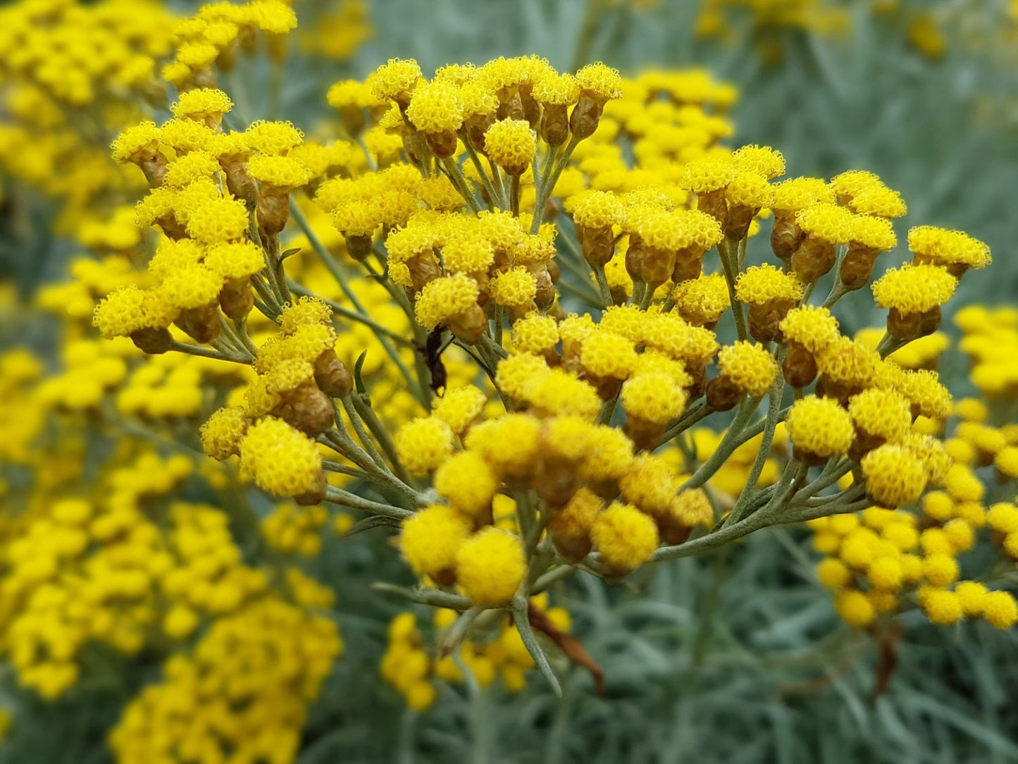 Immortelle eterisk olje (økologisk) - Aromateket