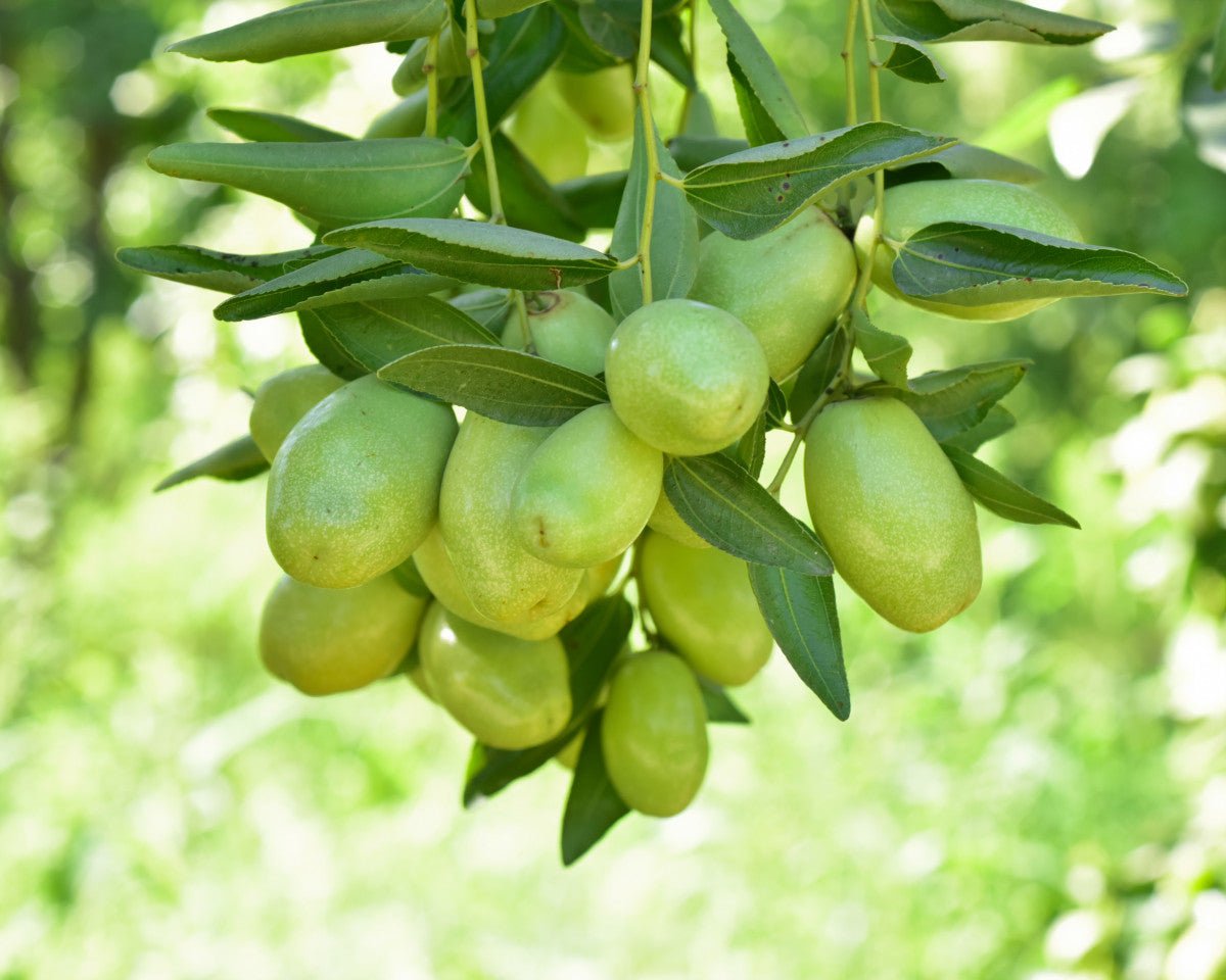 Jojobasmør - Aromateket