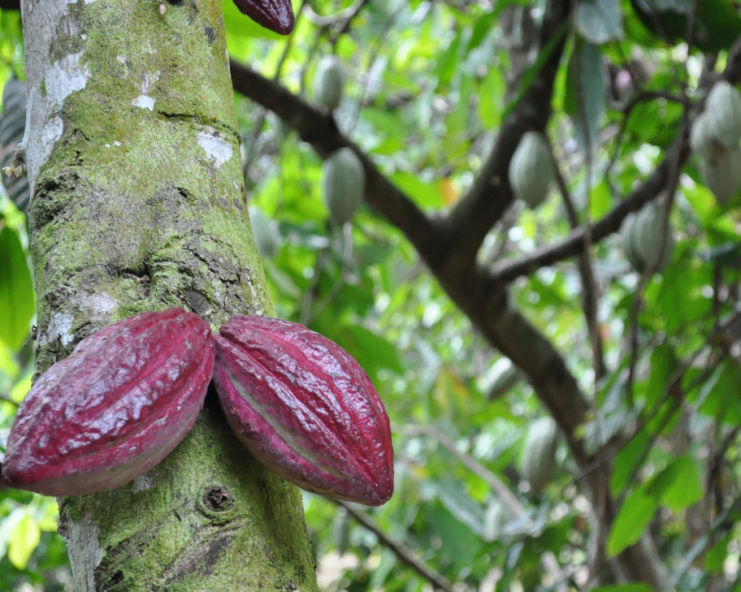 Kakaosmør naturlig - Aromateket