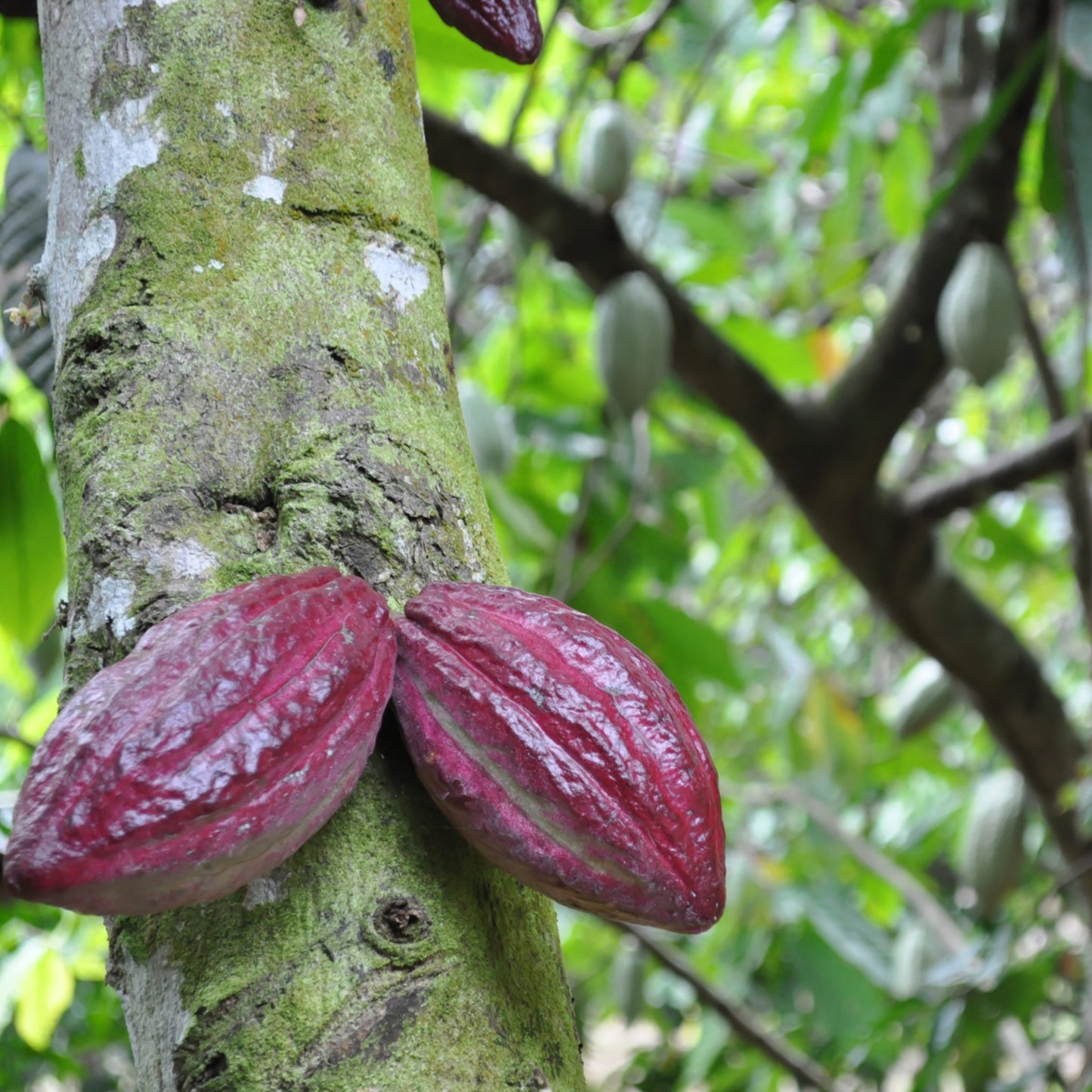 Kakaosmør - økologisk - Aromateket