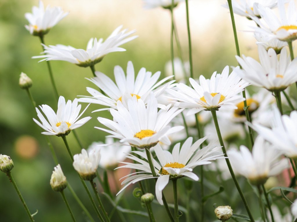 Kamilleolje 1:2 ekstrakt (økologisk) - Aromateket