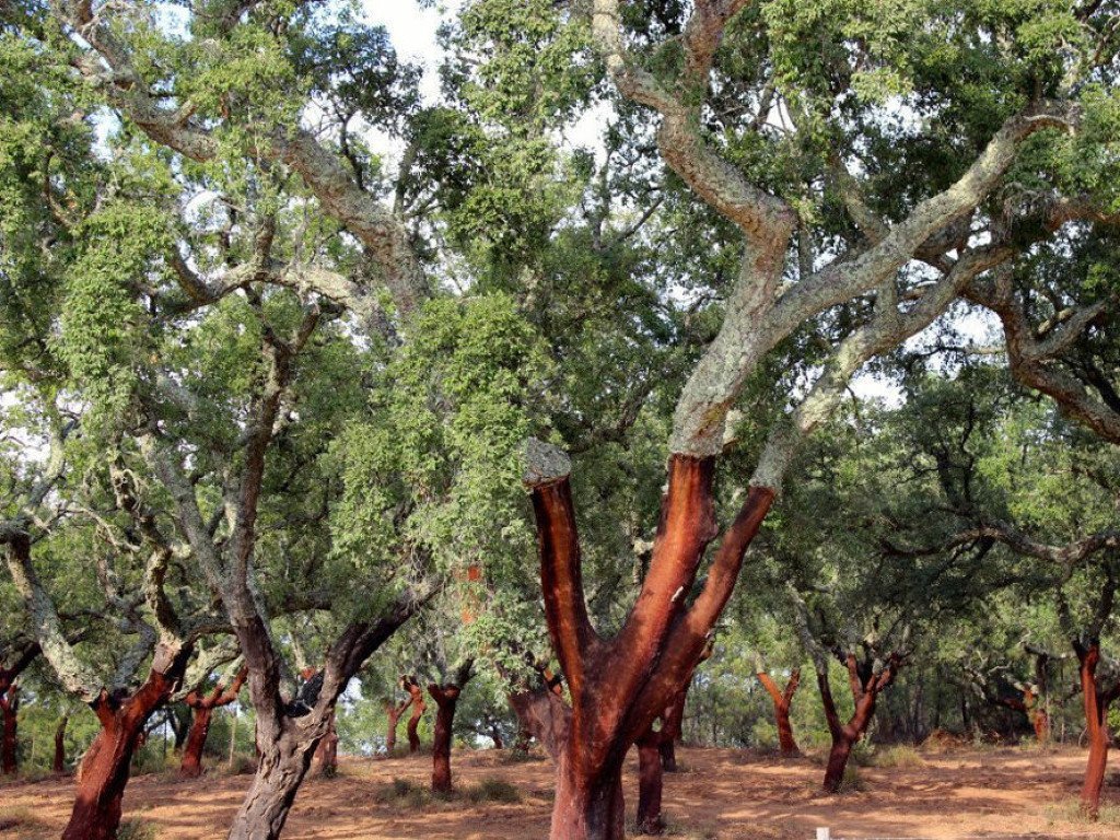 Kanel eterisk olje (Madagaskar) - Aromateket
