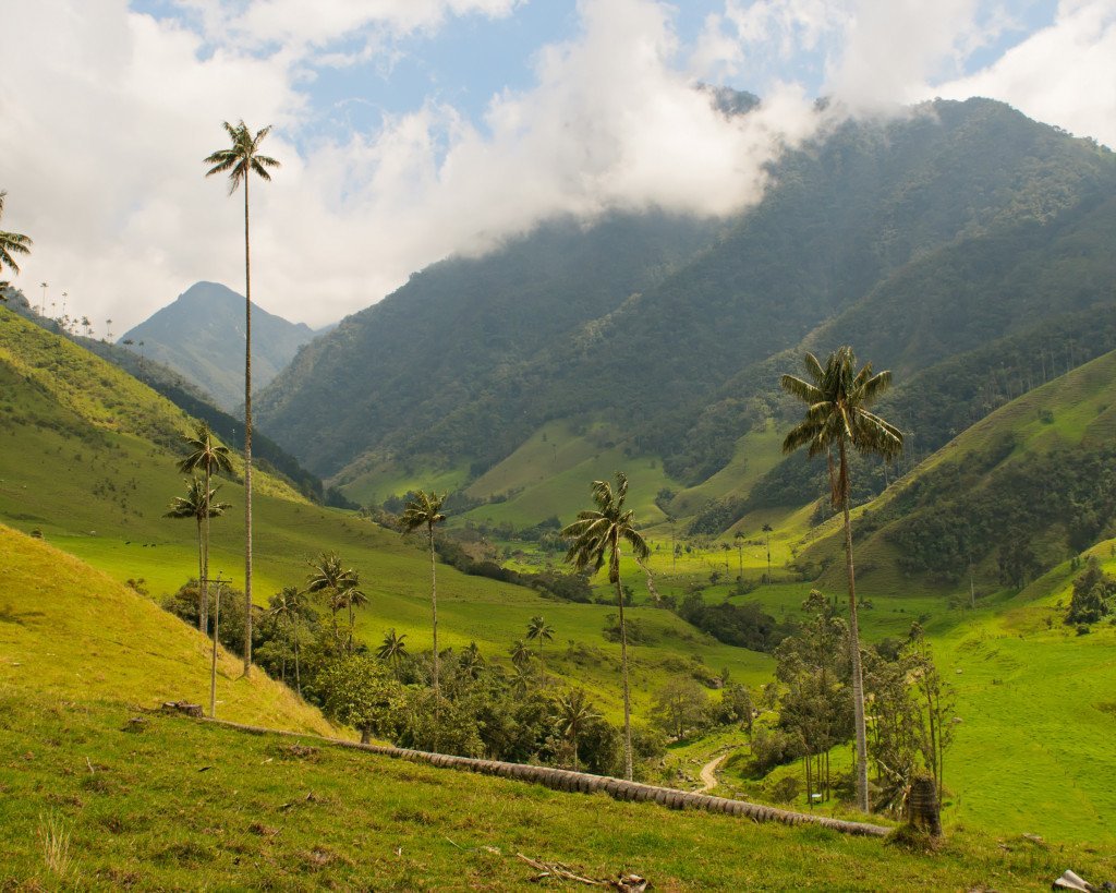 Karnaubavoks økologisk - Aromateket