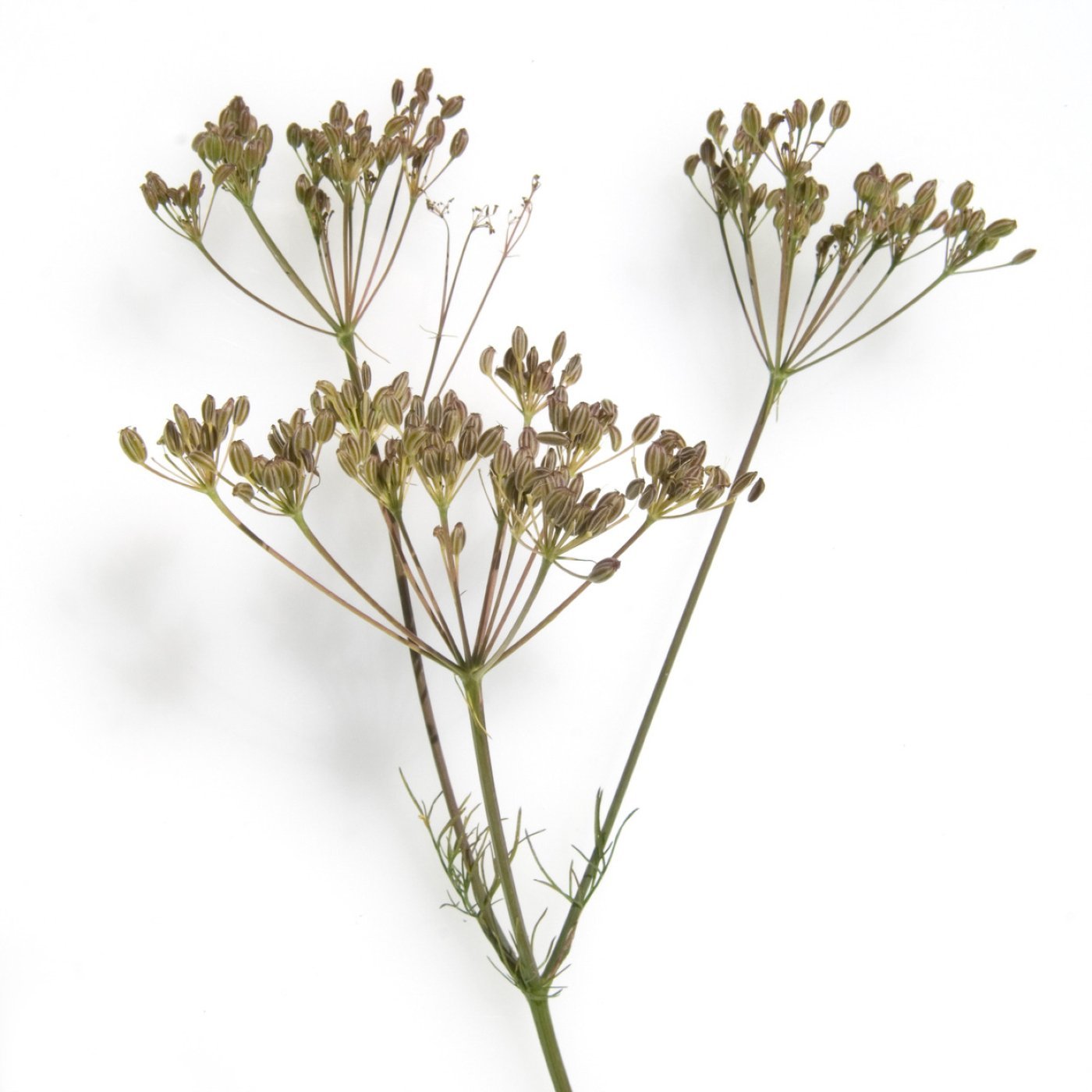 Karve eterisk olje - Aromateket