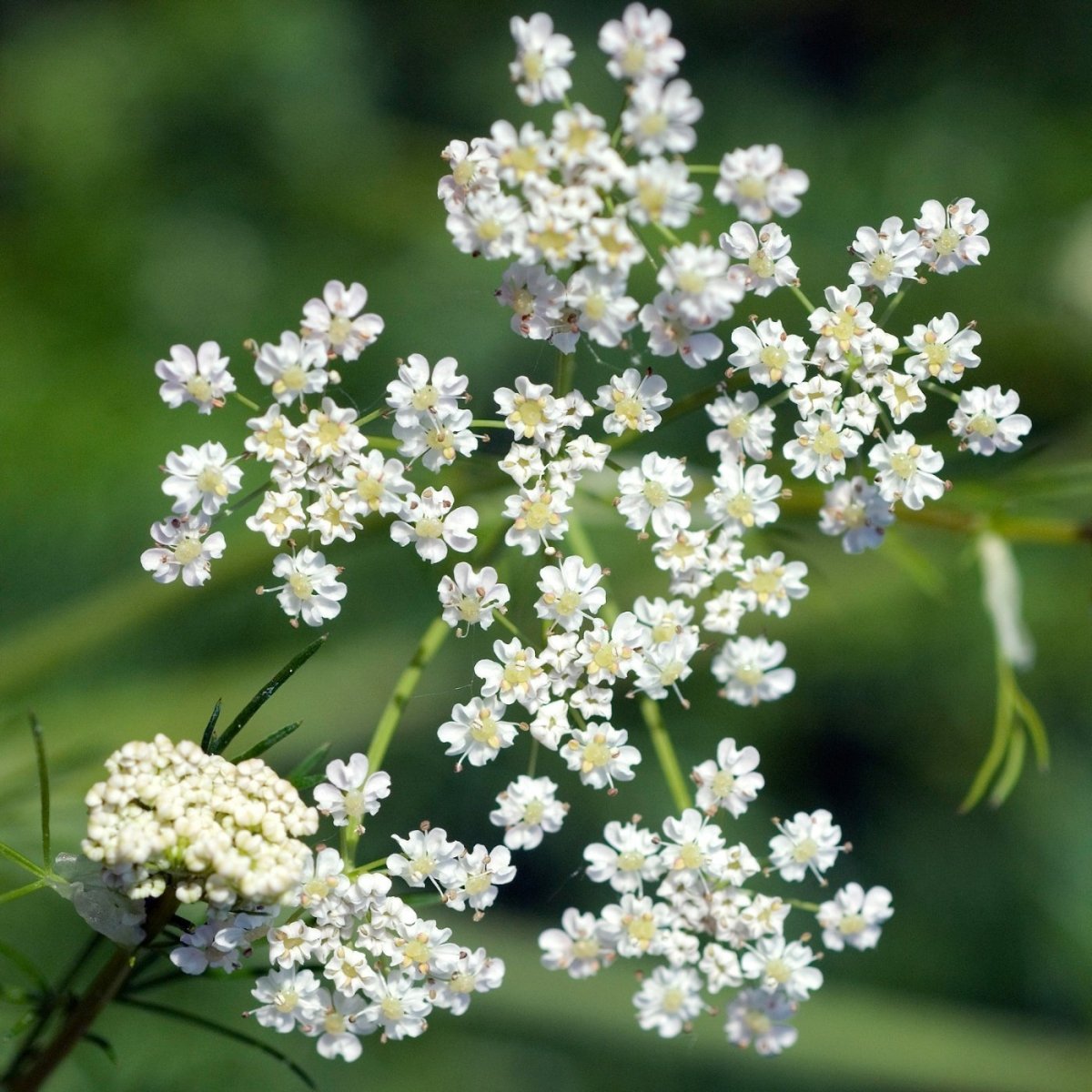 Karve eterisk olje (økologisk) - Aromateket