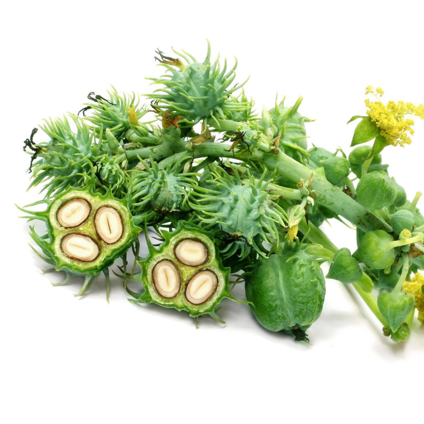 Kastorolje (økologisk) - Aromateket