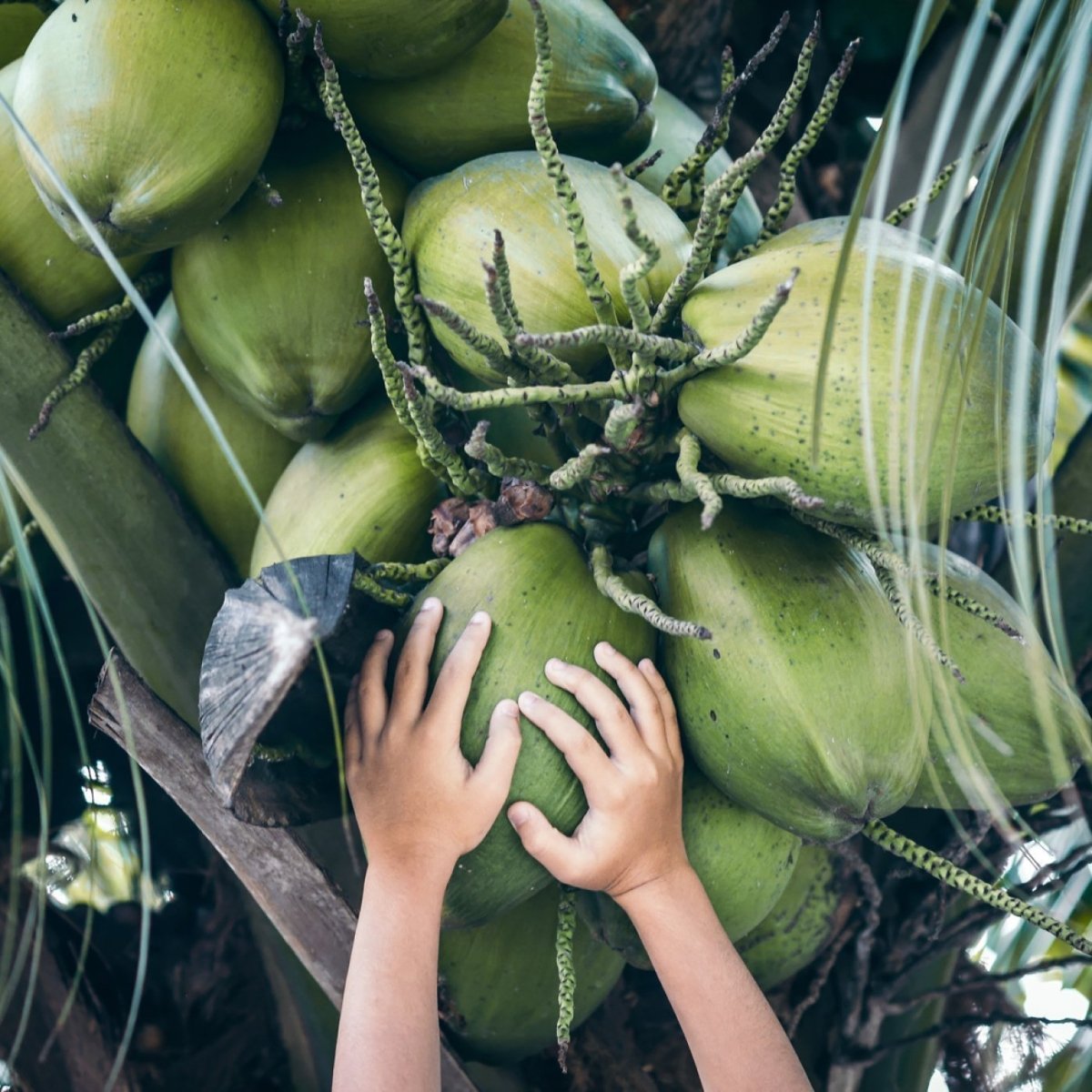 Kokosolje 76 (økologisk) - Aromateket