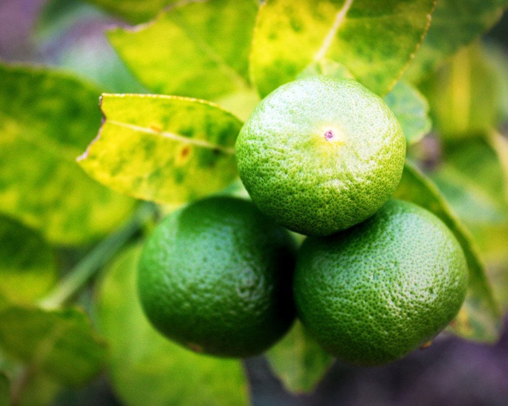 Lime FCF eterisk olje - Aromateket