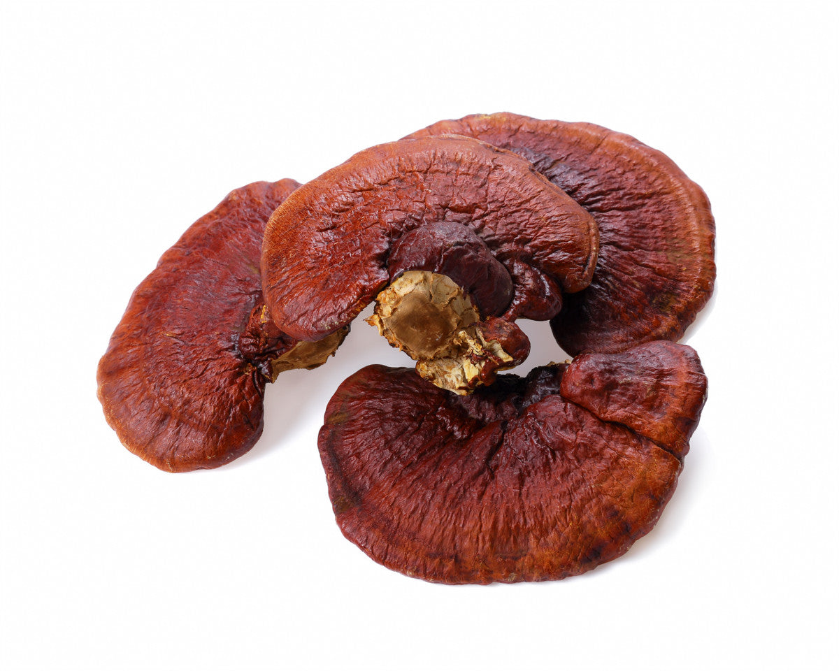 Reishi tinktur 1:2 ekstrakt