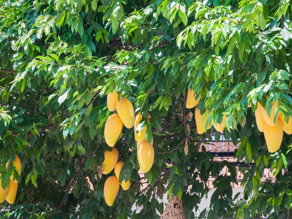 Mangosmør (raffinert) - Aromateket