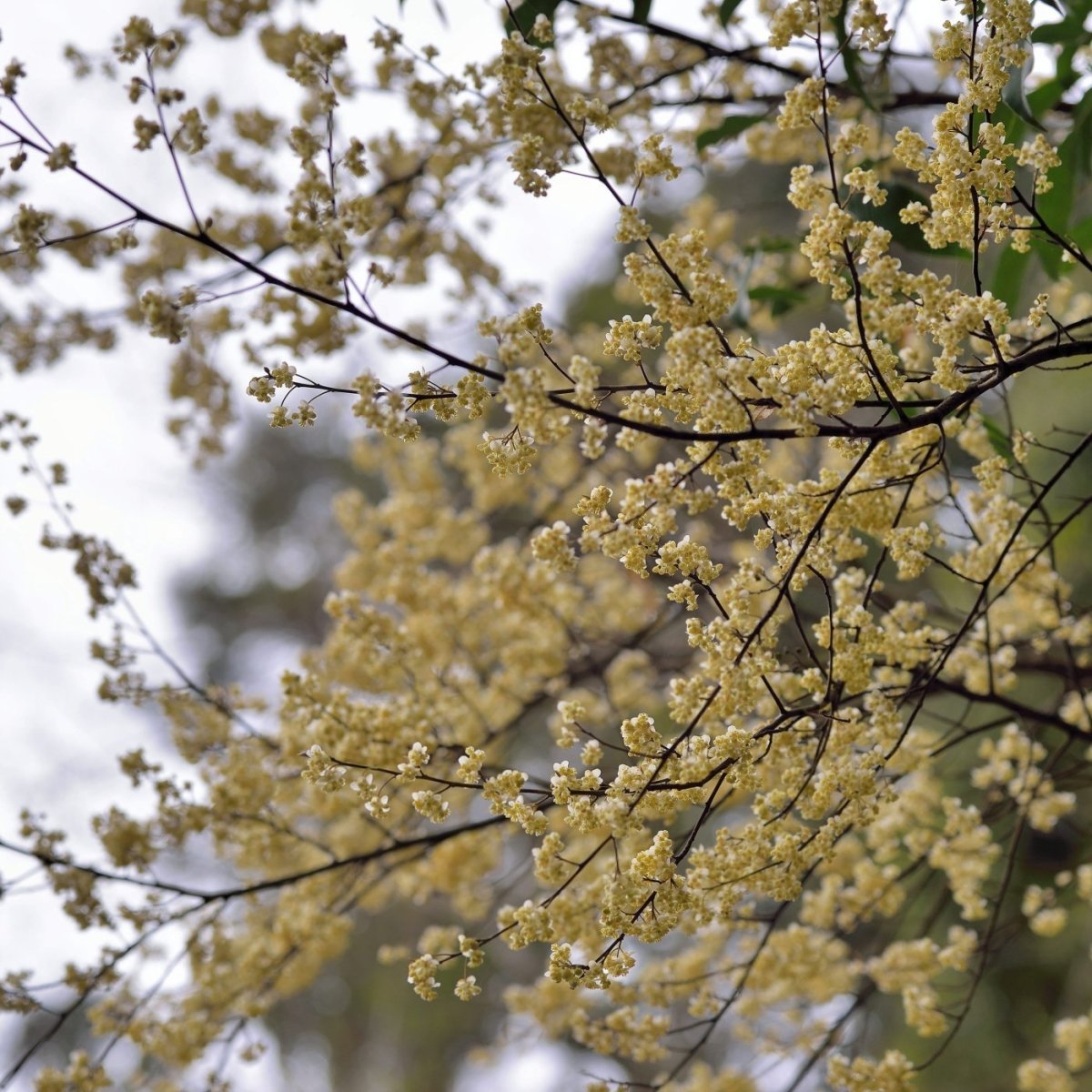 May chang eterisk olje (økologisk) - Aromateket