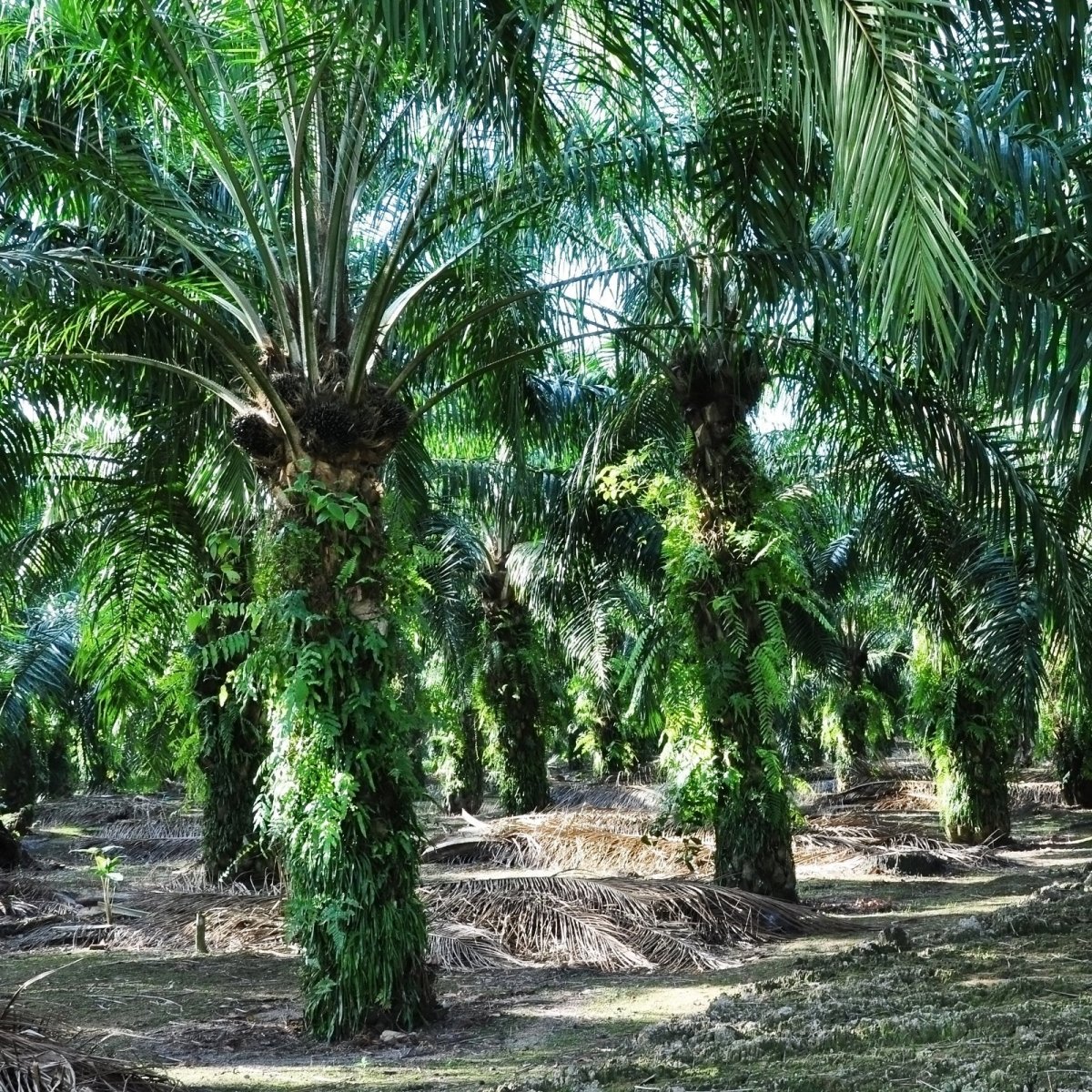 Palmekjerneolje (RSPO - sertifisert) - Aromateket