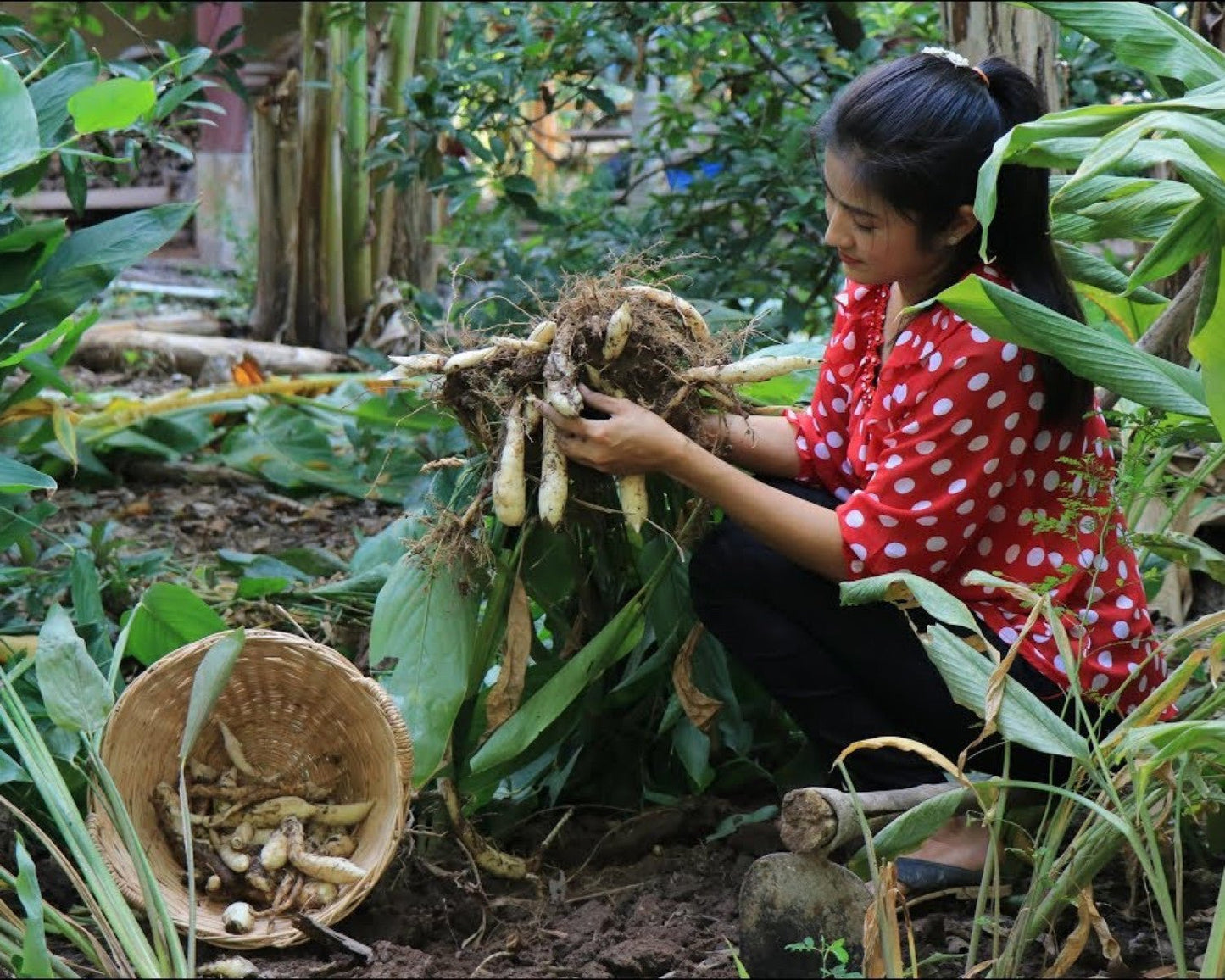 Pilerot - økologisk (arrow root) - Aromateket