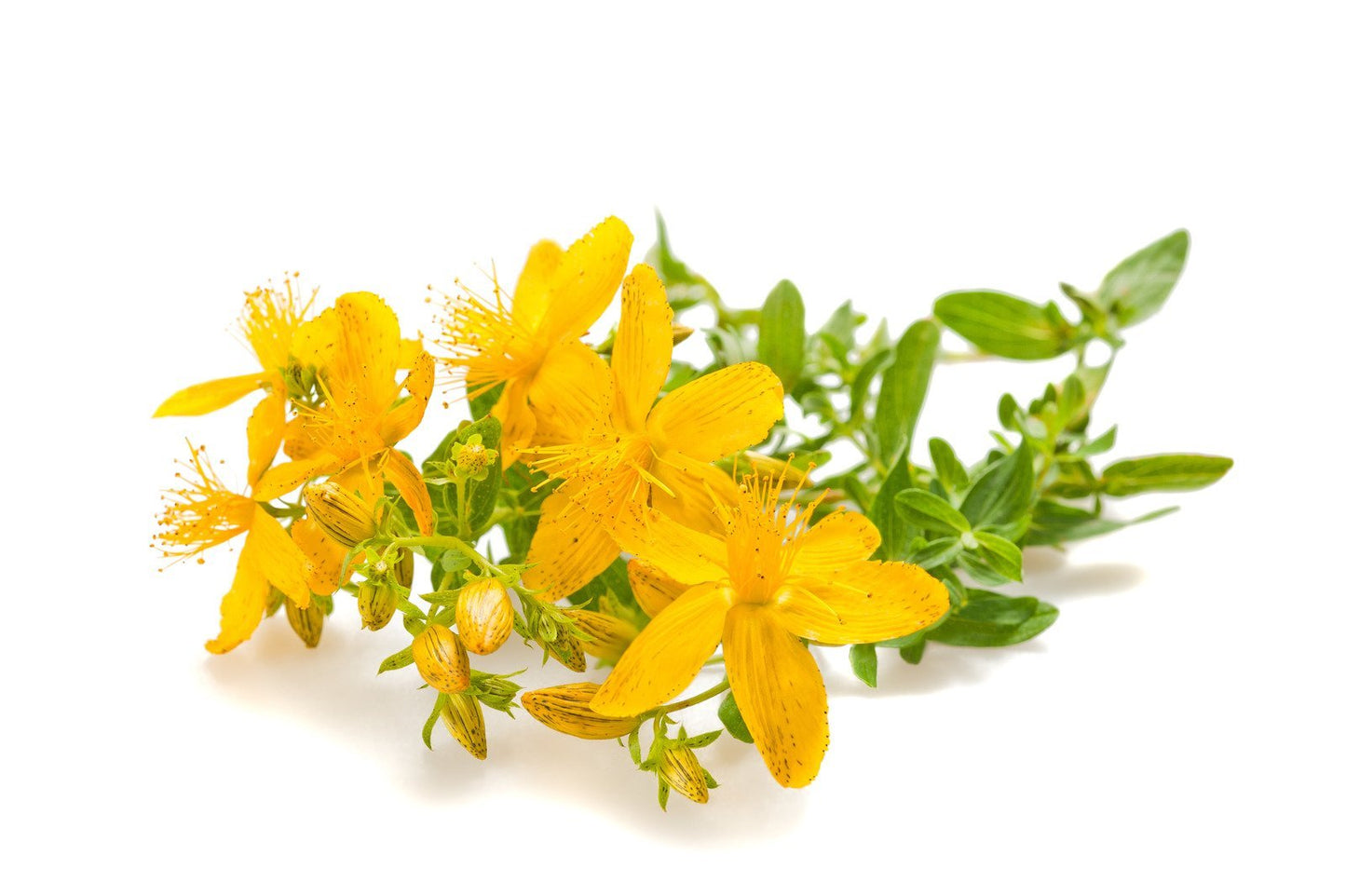 Prikkperikumolje - Aromateket