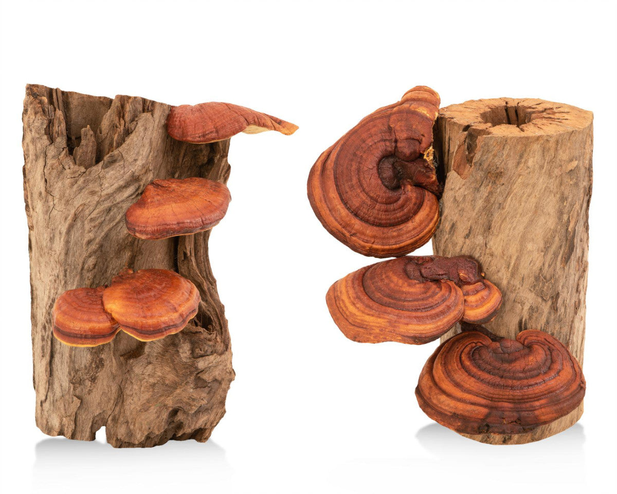 Reishi tinktur 1:2 ekstrakt